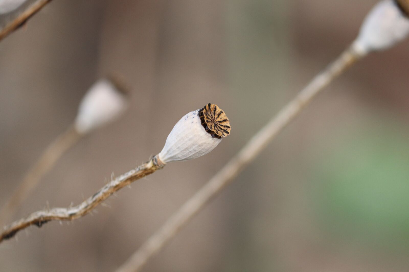 Canon EF-S 55-250mm F4-5.6 IS II sample photo. Flower, poppy, encapsulate photography