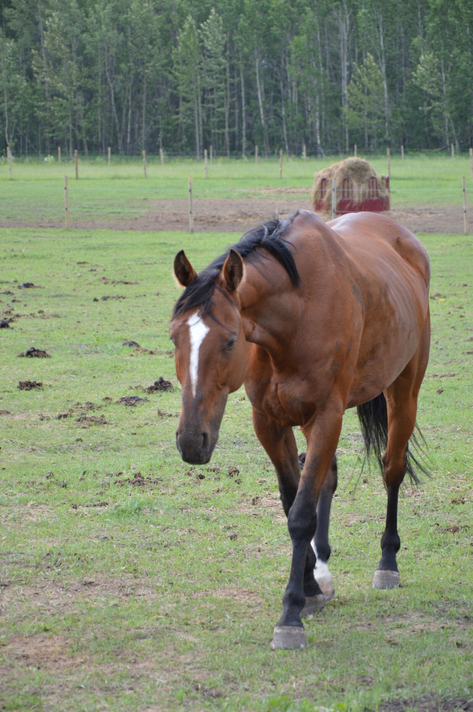 Nikon D3200 sample photo. Horse, brown horse, horse photography