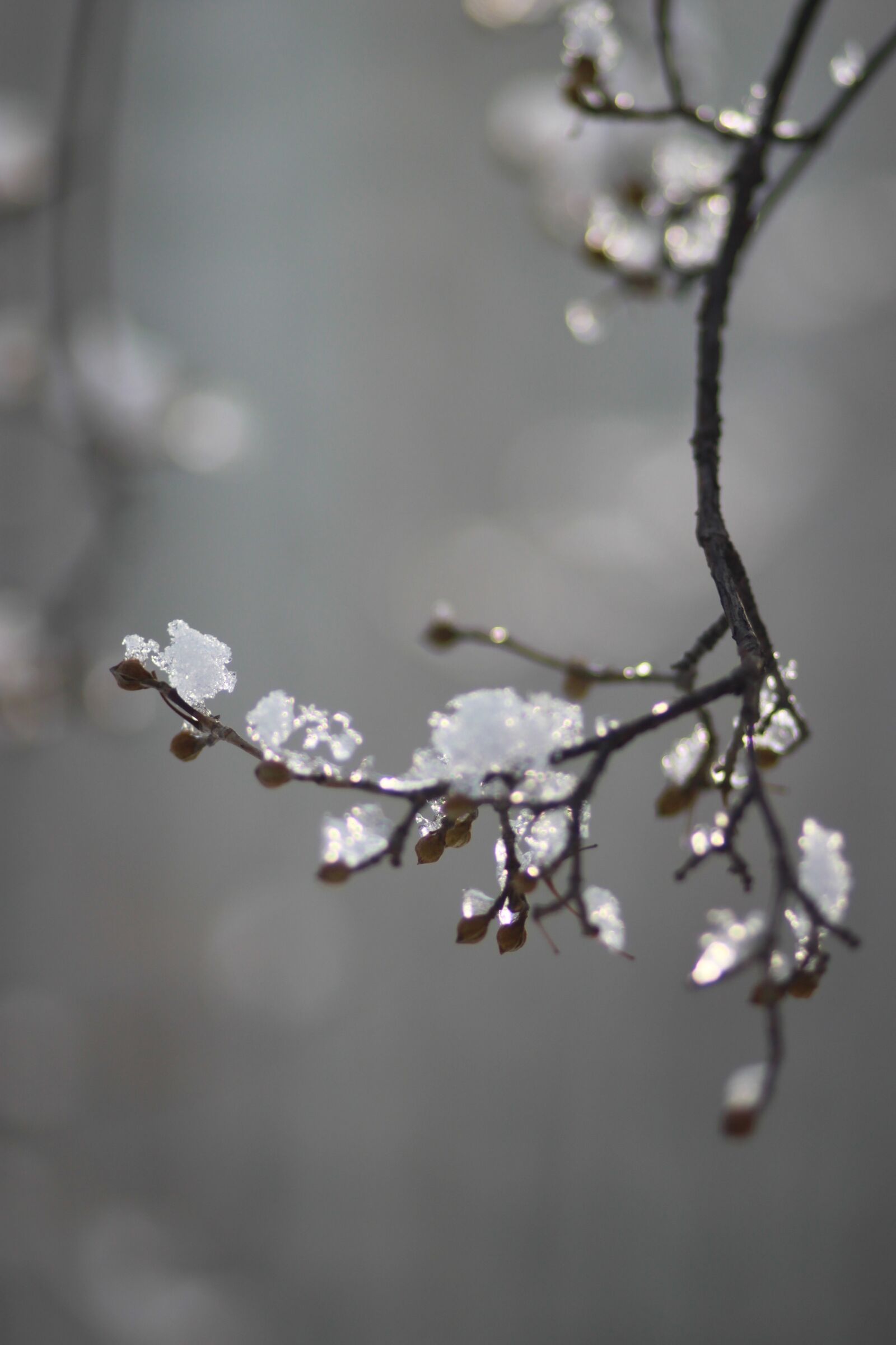 Canon EOS 500D (EOS Rebel T1i / EOS Kiss X3) sample photo. Wood, eggplant, snow photography