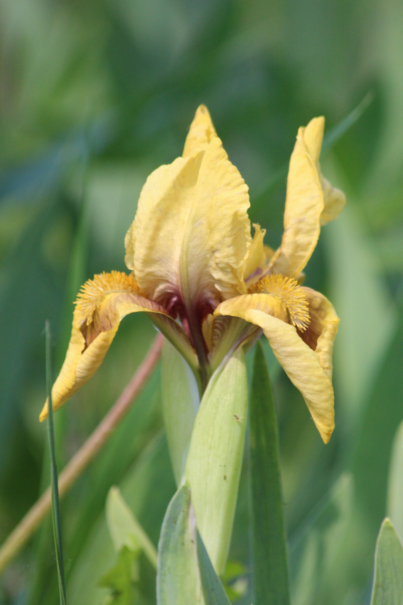 Canon EOS 650D (EOS Rebel T4i / EOS Kiss X6i) sample photo. Iris, nature, flower photography