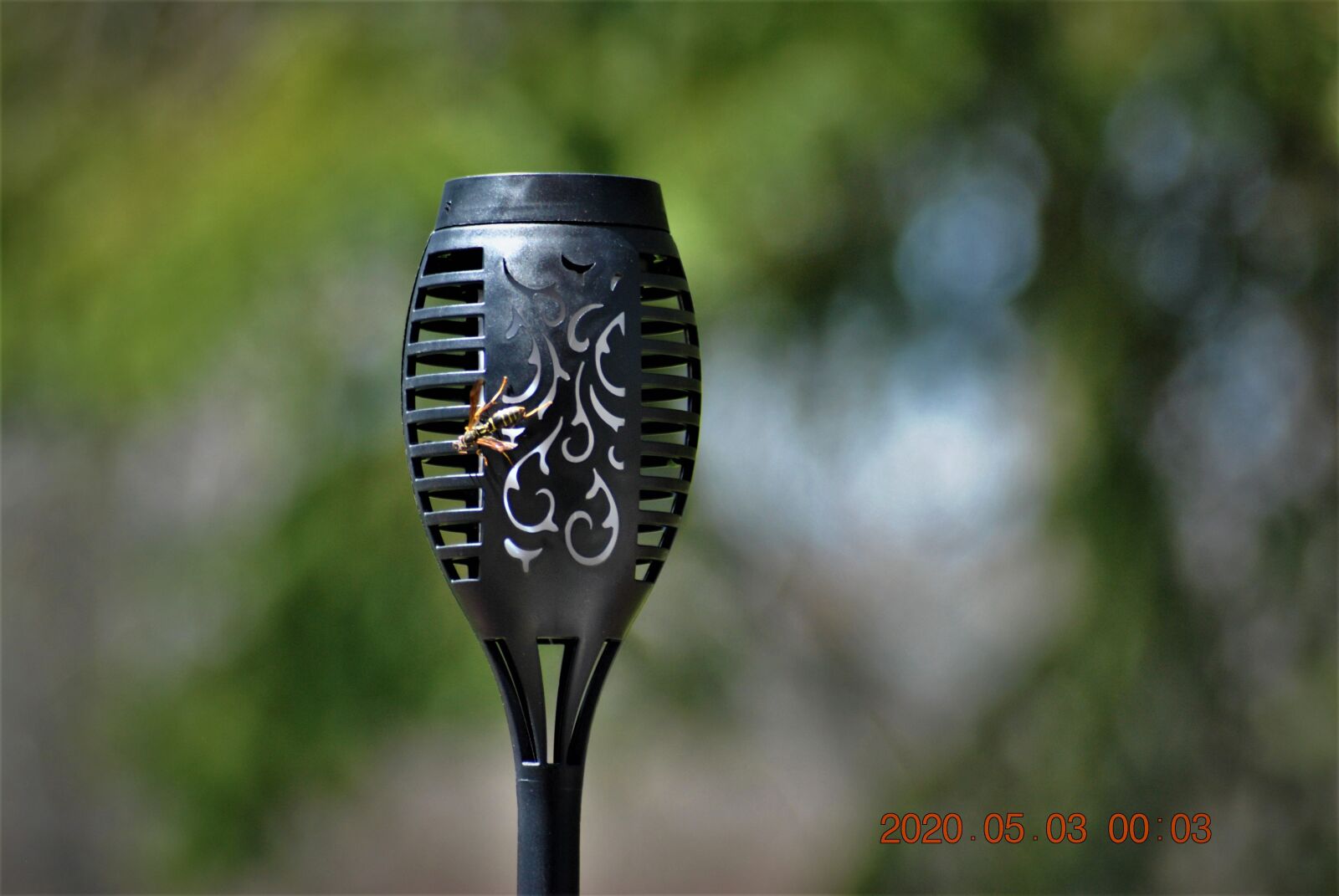 Nikon D3000 sample photo. Wasp, light, nature photography