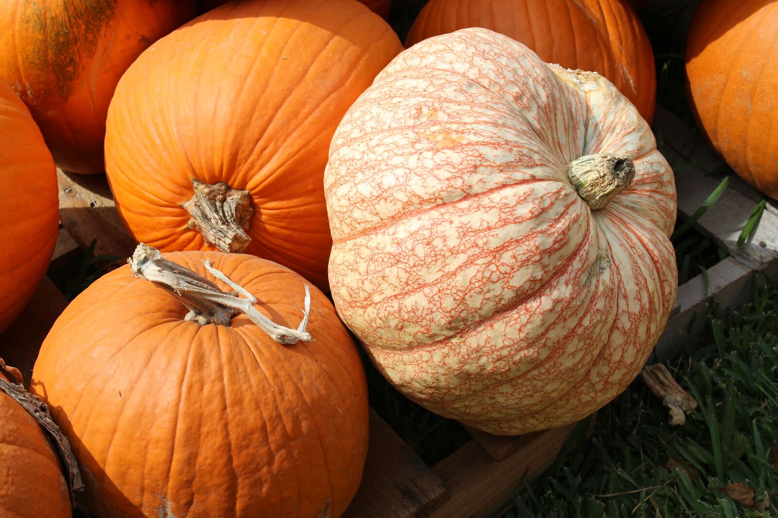 Canon EOS 700D (EOS Rebel T5i / EOS Kiss X7i) sample photo. Pumpkins, fall, autumn photography