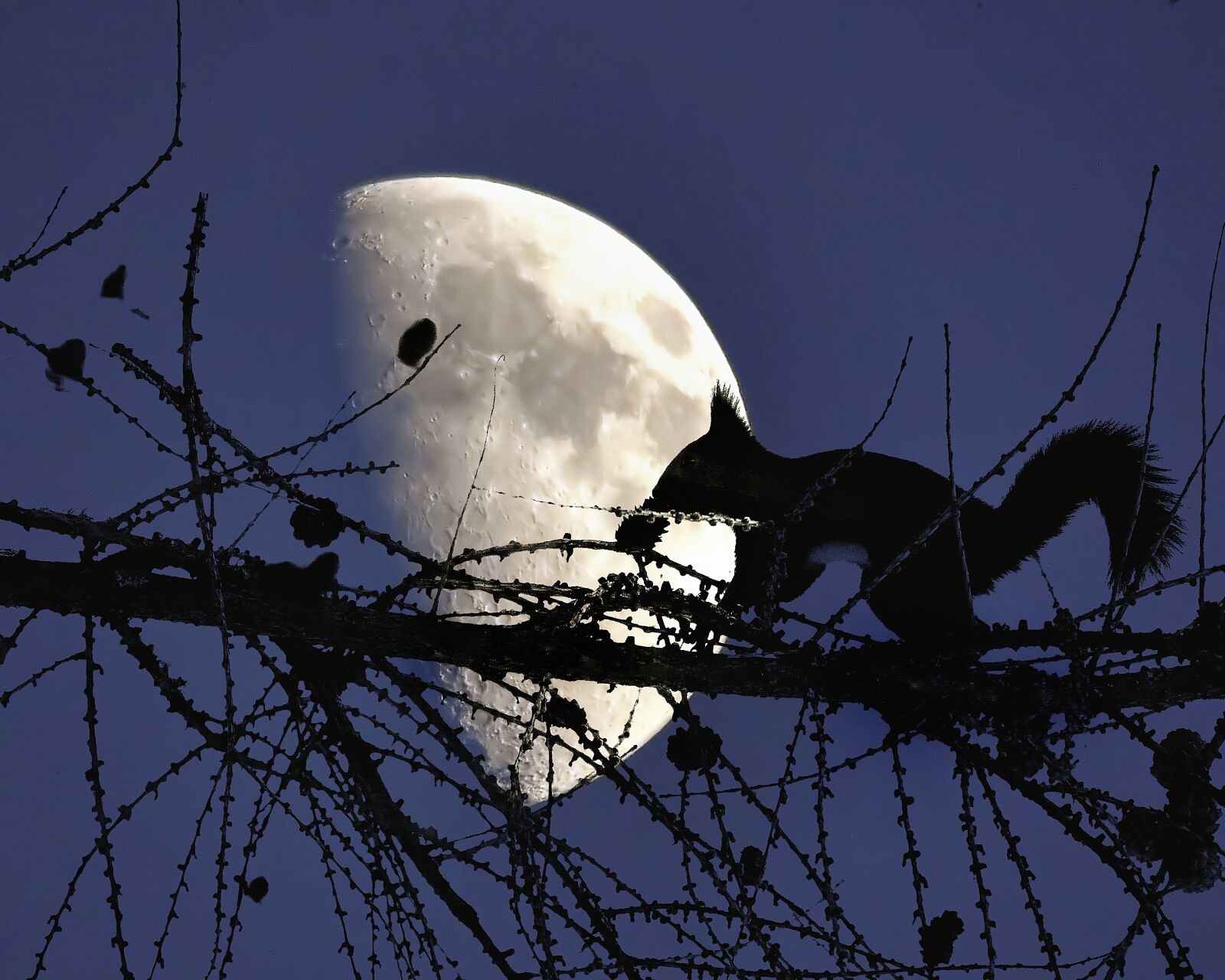 Nikon D90 sample photo. Squirrel, luna, mountain photography