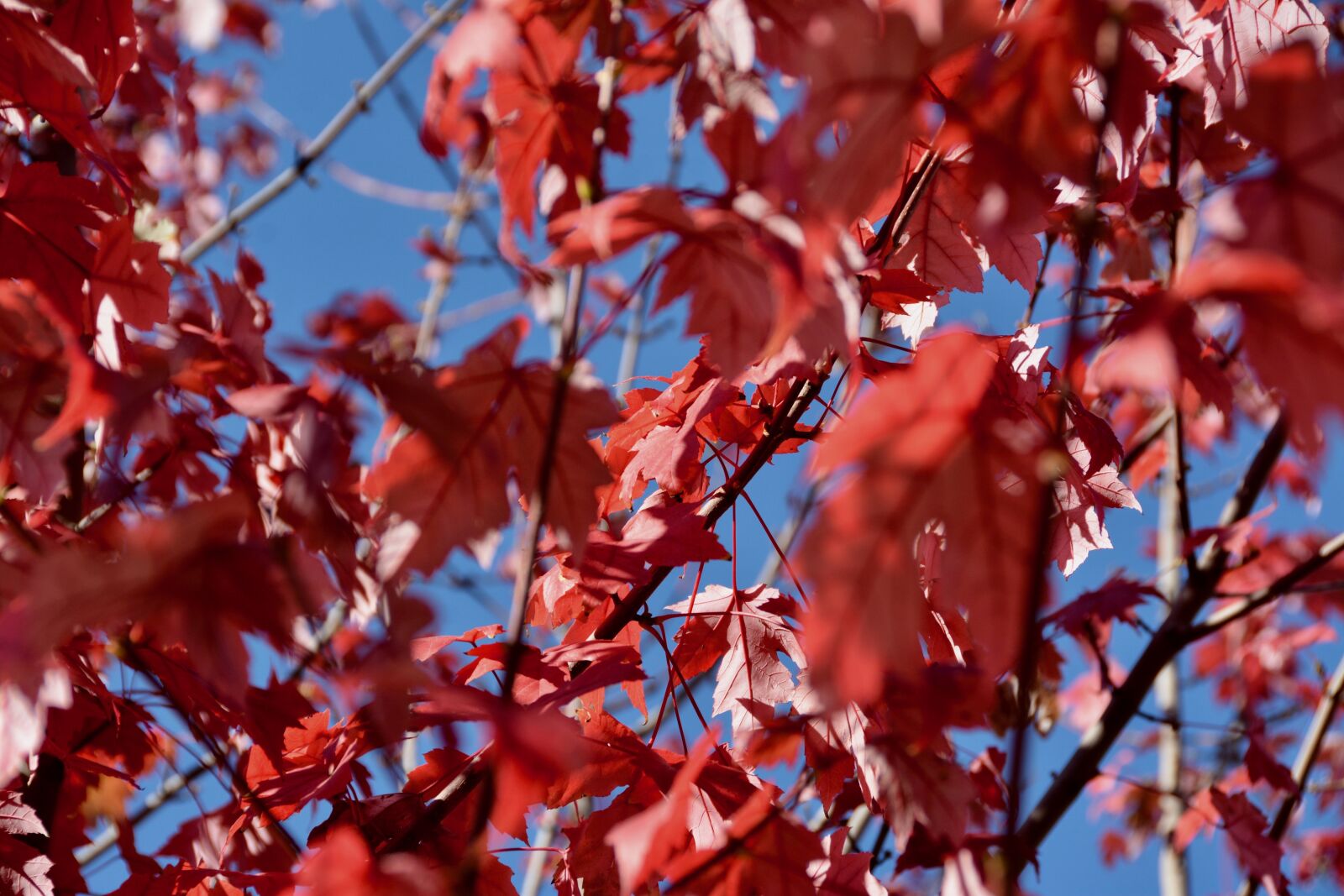 Nikon D7100 sample photo. Fall, red leaves, autumn photography
