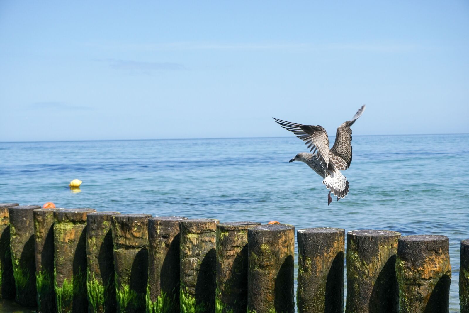 Sony a6300 sample photo. Seagull, sea, breakwater photography