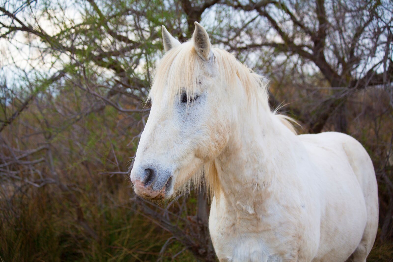 Canon EF 70-300mm F4-5.6 IS USM sample photo. Horse, camargue, white photography