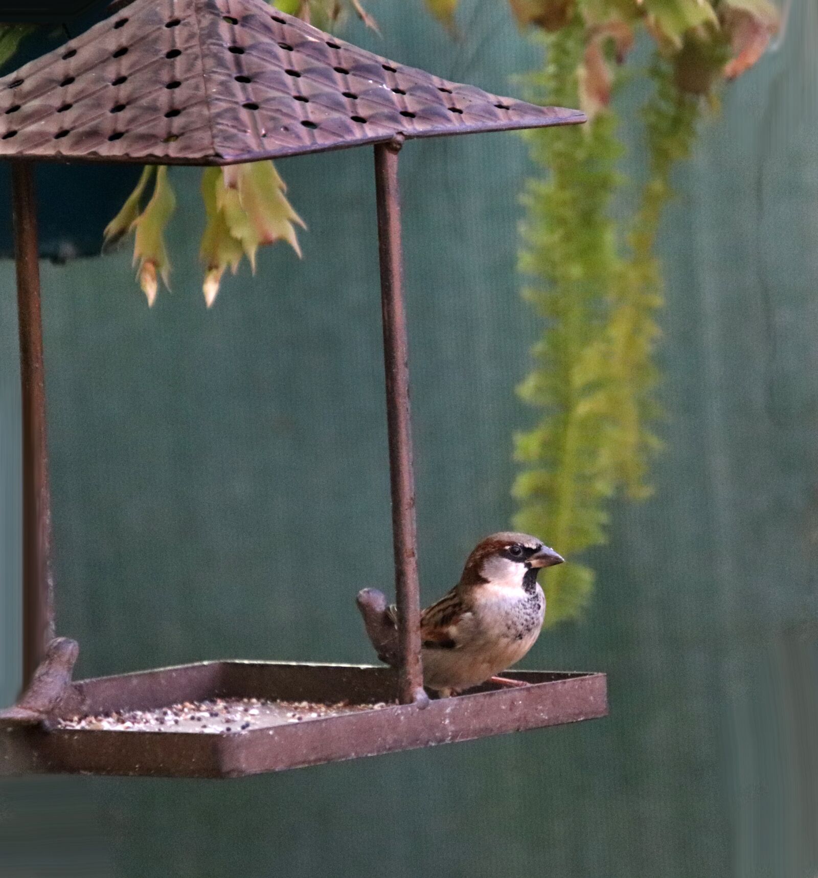 Canon EOS 800D (EOS Rebel T7i / EOS Kiss X9i) sample photo. Sparrow, bird, feeder photography