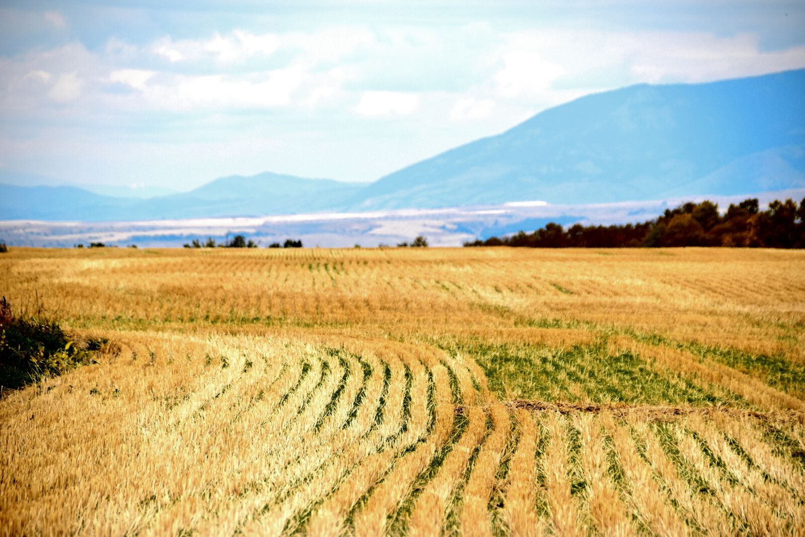 Nikon D5500 sample photo. Rice, field photography