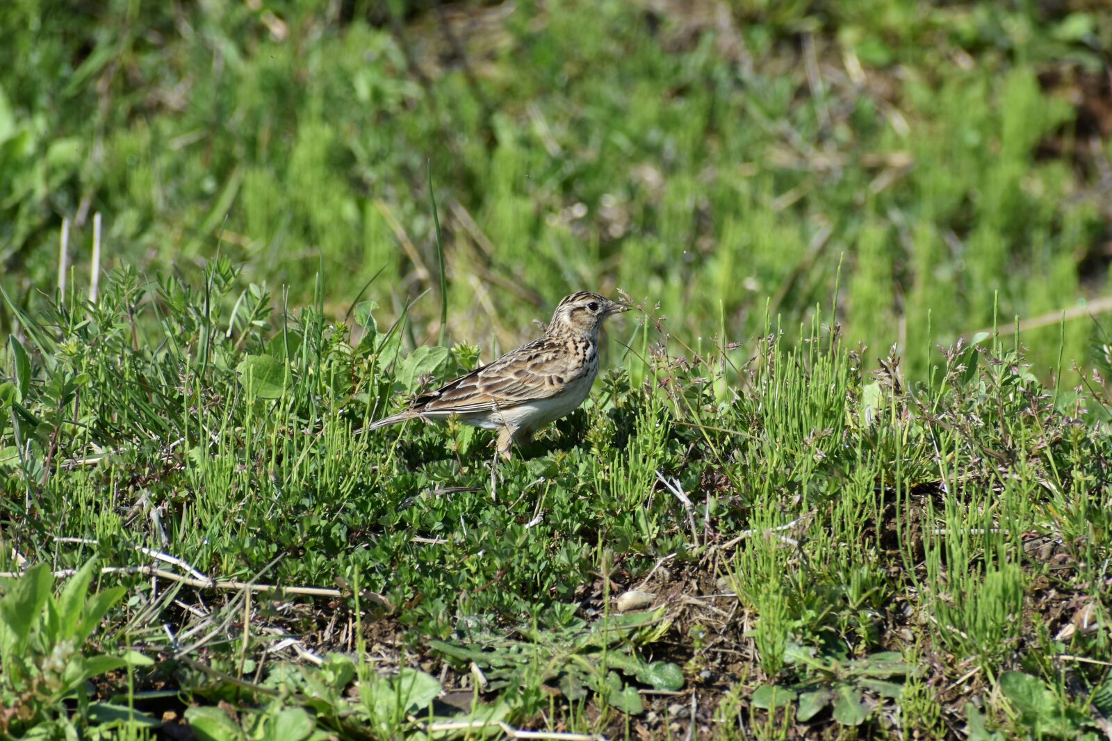 Nikon D7200 sample photo. Animal, grass, bird photography