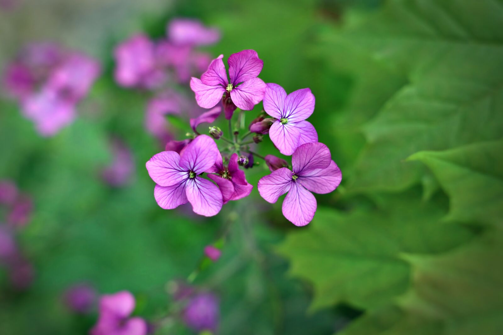 Sigma 24mm F1.4 DG HSM Art sample photo. Julienne des dames, hesperis photography