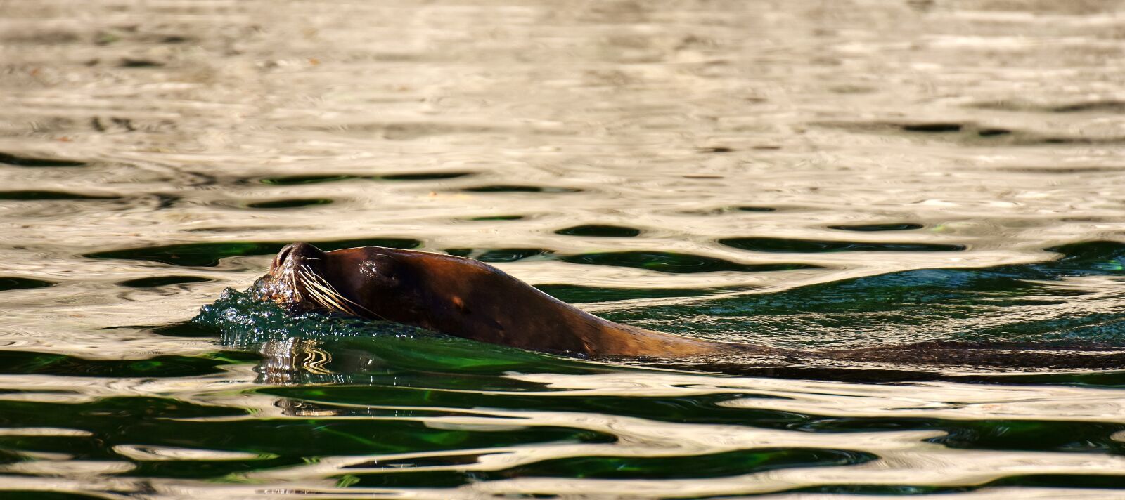 Nikon D7200 sample photo. Seal, sea lion, swim photography