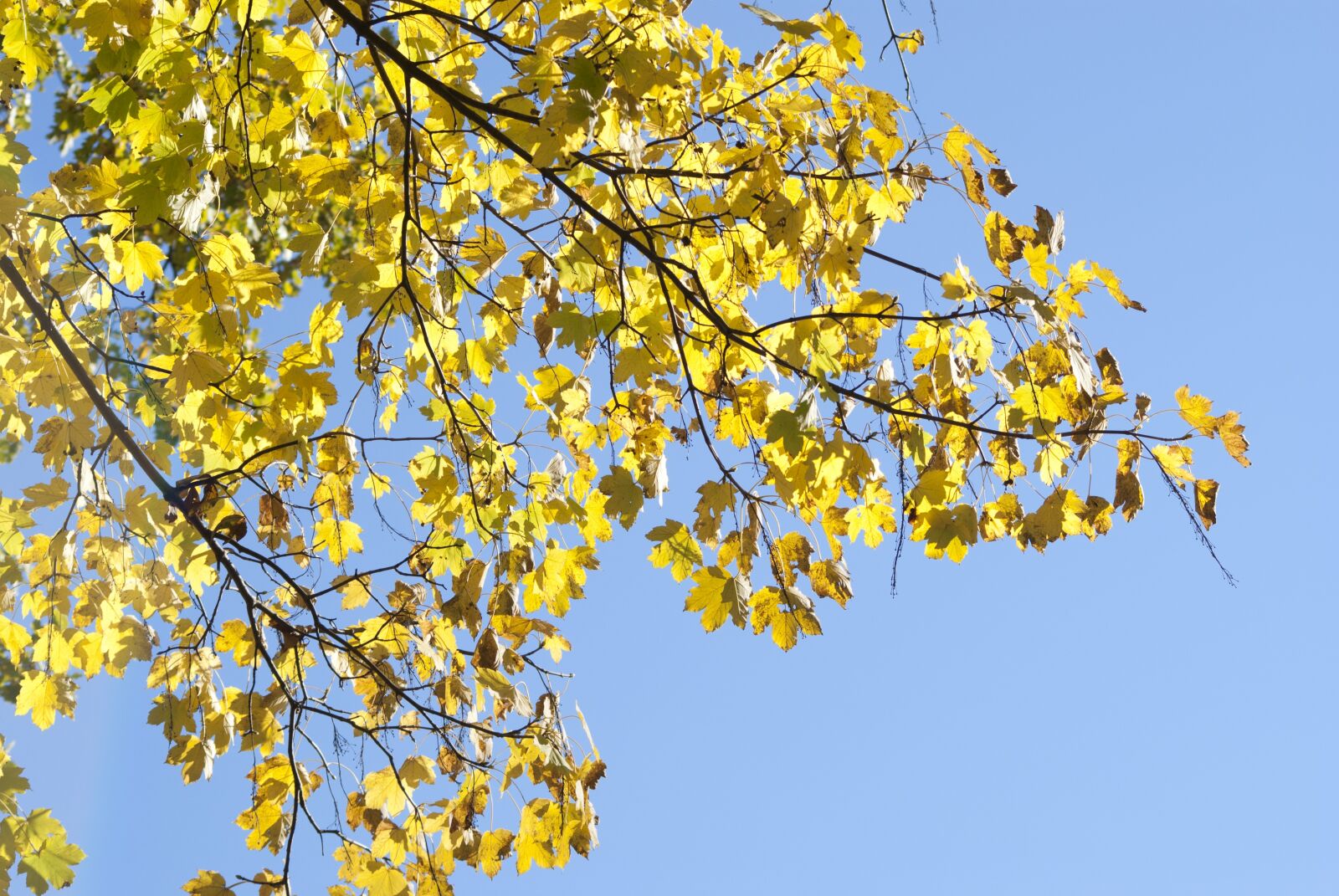 Sony Alpha DSLR-A300 sample photo. Leaves, autumn, forest photography