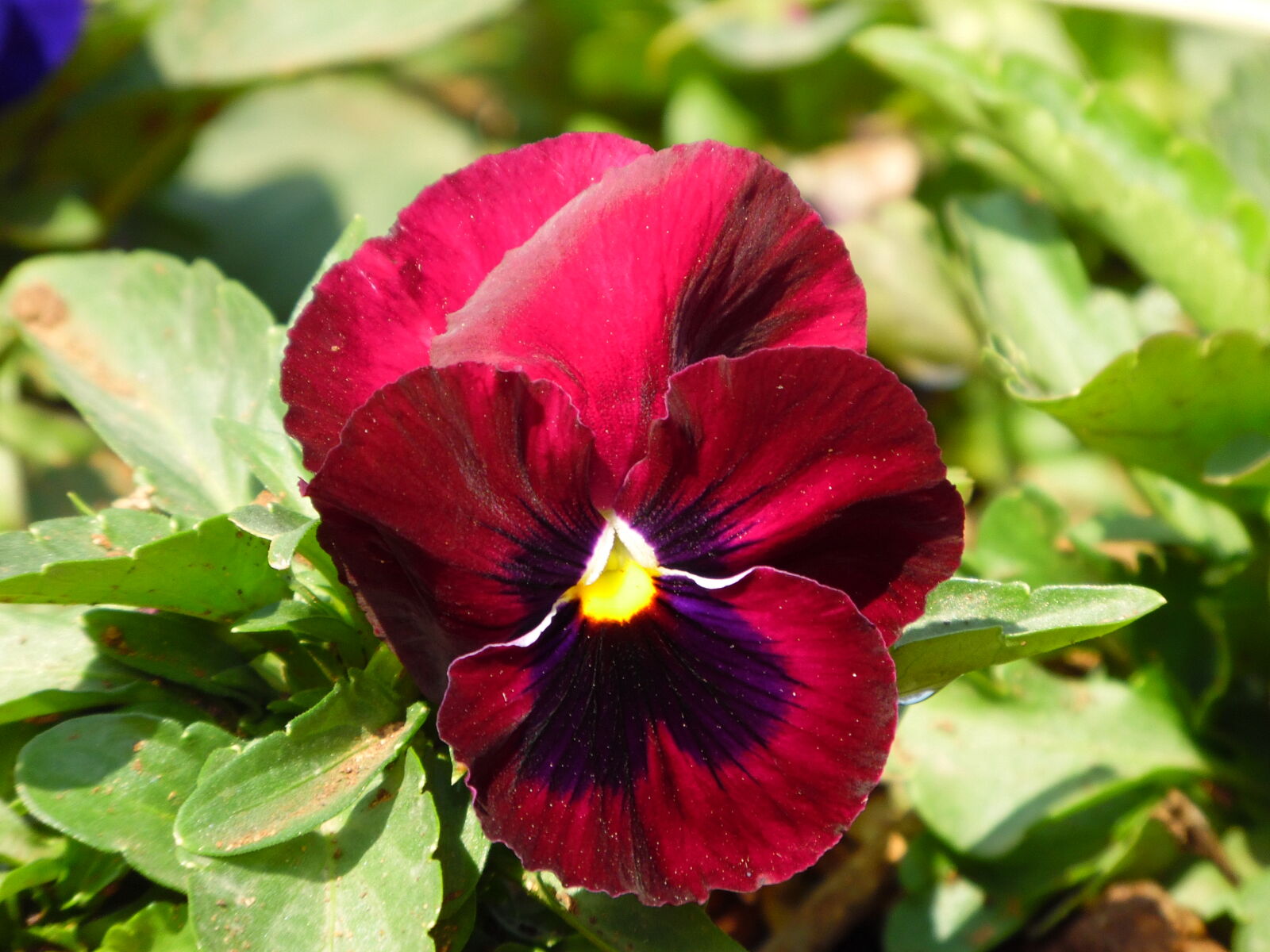 Samsung WB1100F/WB1101F/WB1102F sample photo