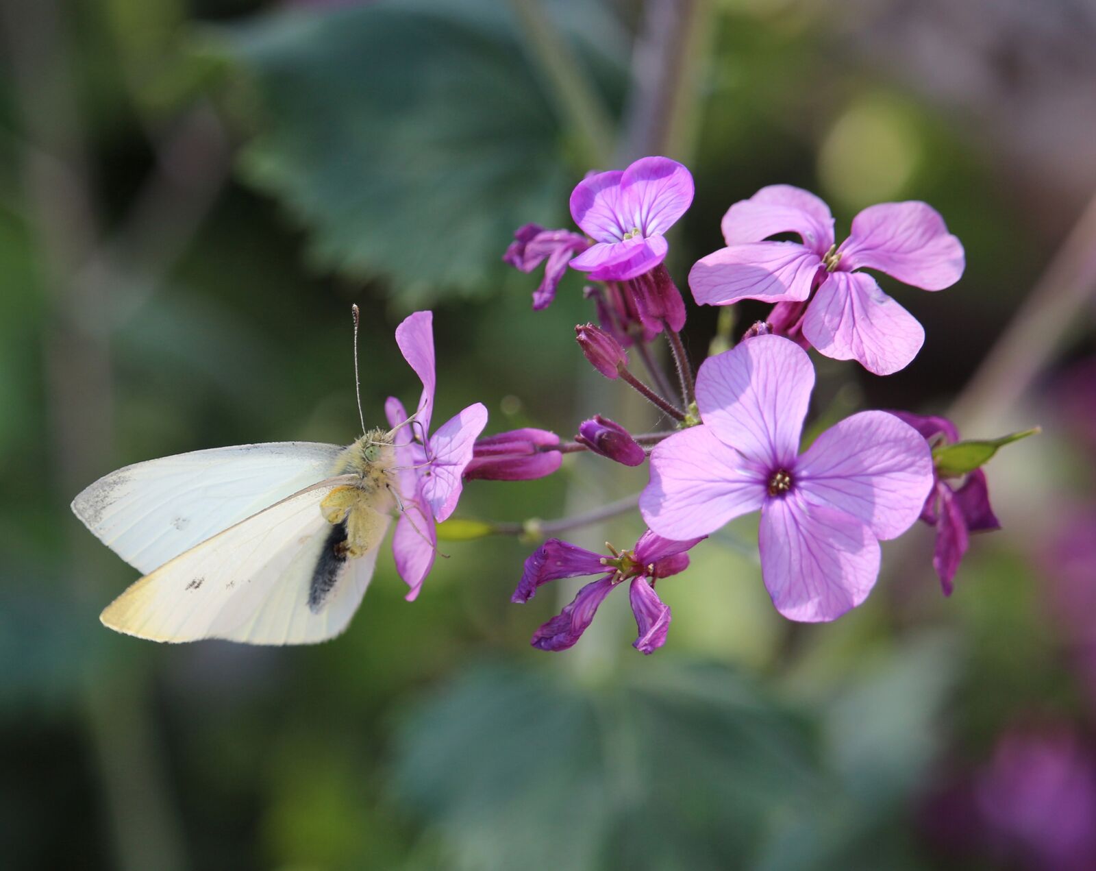 Canon EOS 700D (EOS Rebel T5i / EOS Kiss X7i) sample photo. Cabbage butterfly, white, pink photography
