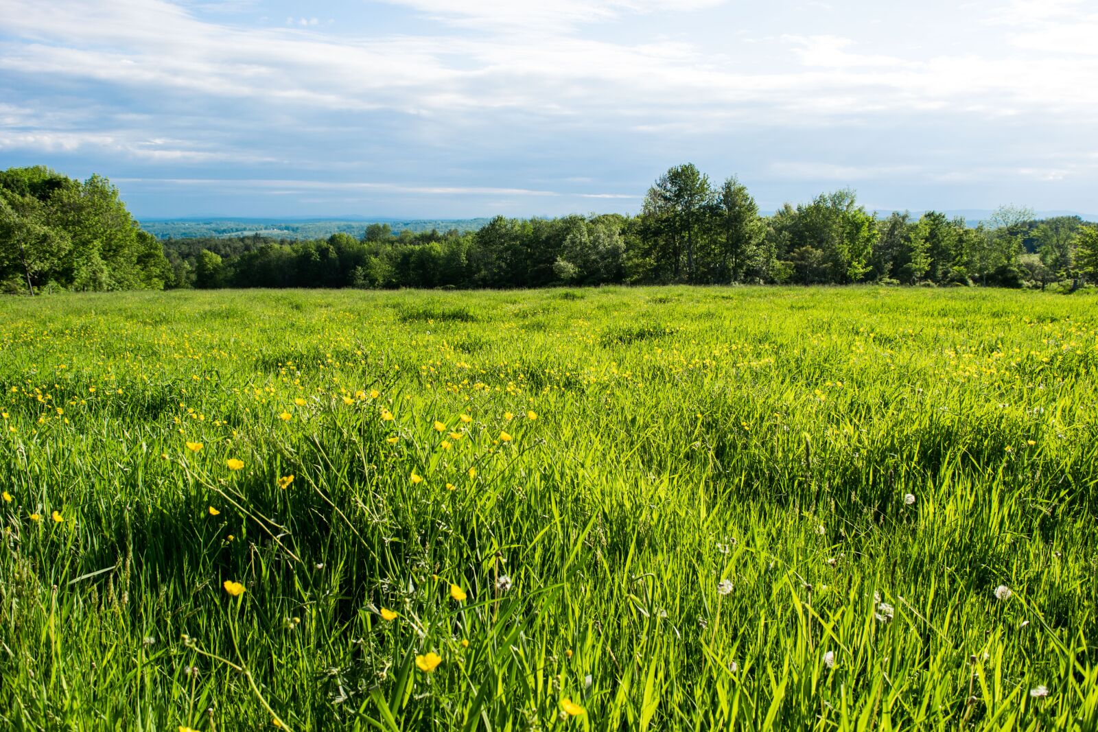 Nikon D3300 sample photo. Landscape, field, nature photography