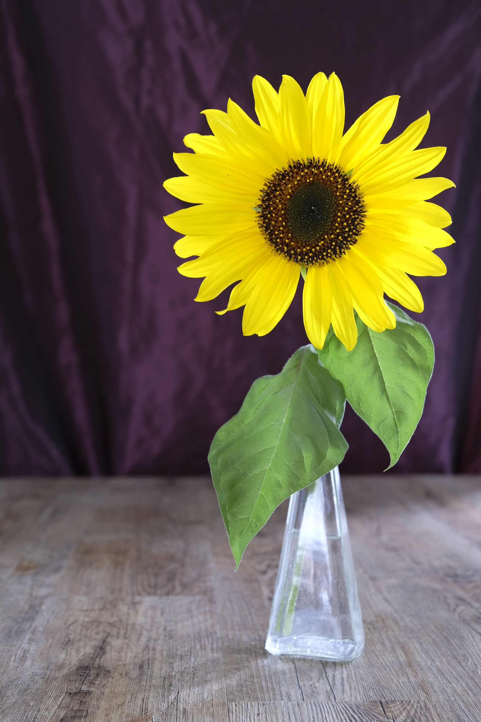 Fujifilm XF 18-55mm F2.8-4 R LM OIS sample photo. Flower, blossom, bloom photography