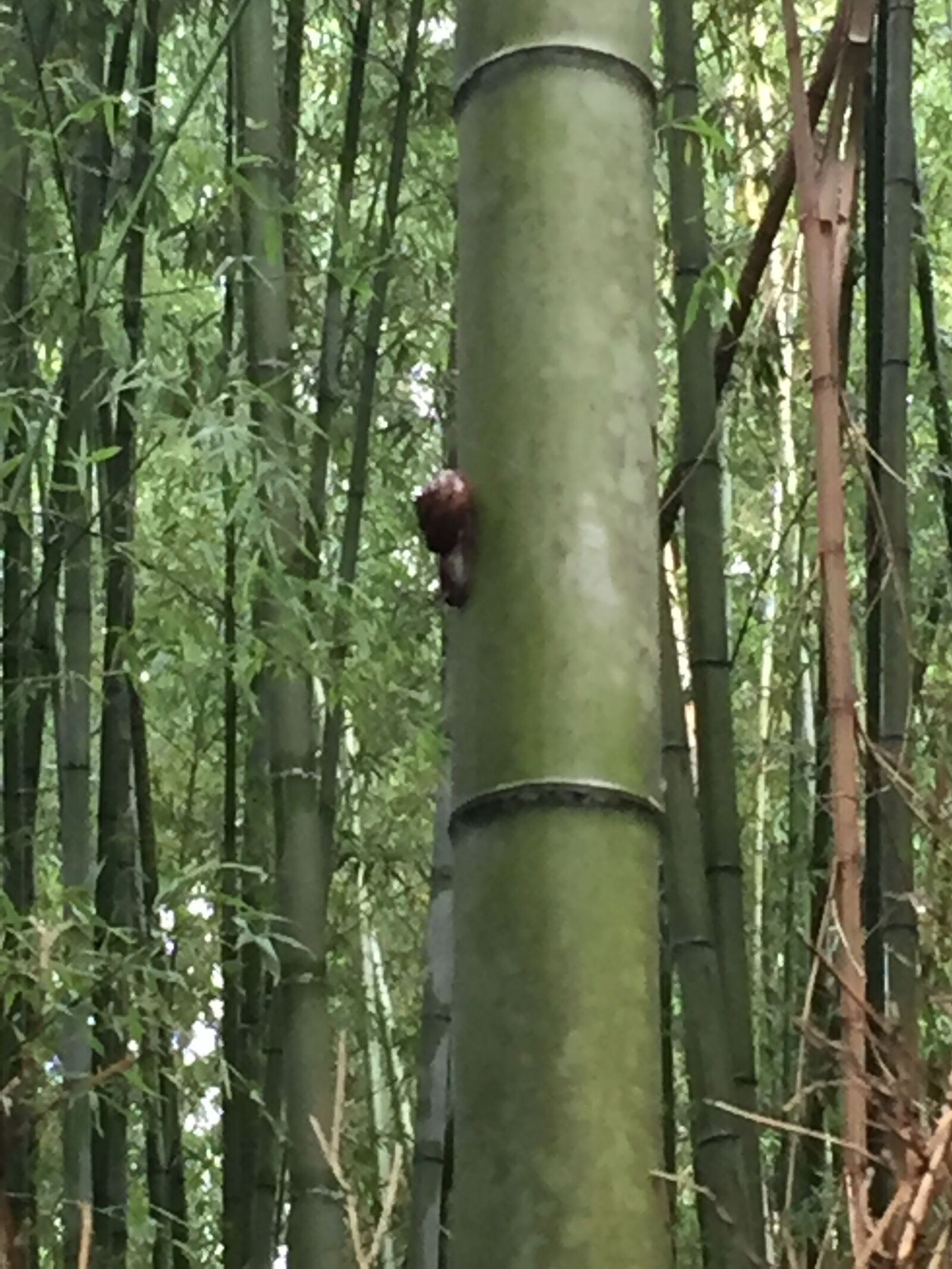 Apple iPhone 6 sample photo. Caracol, bambú, japón photography