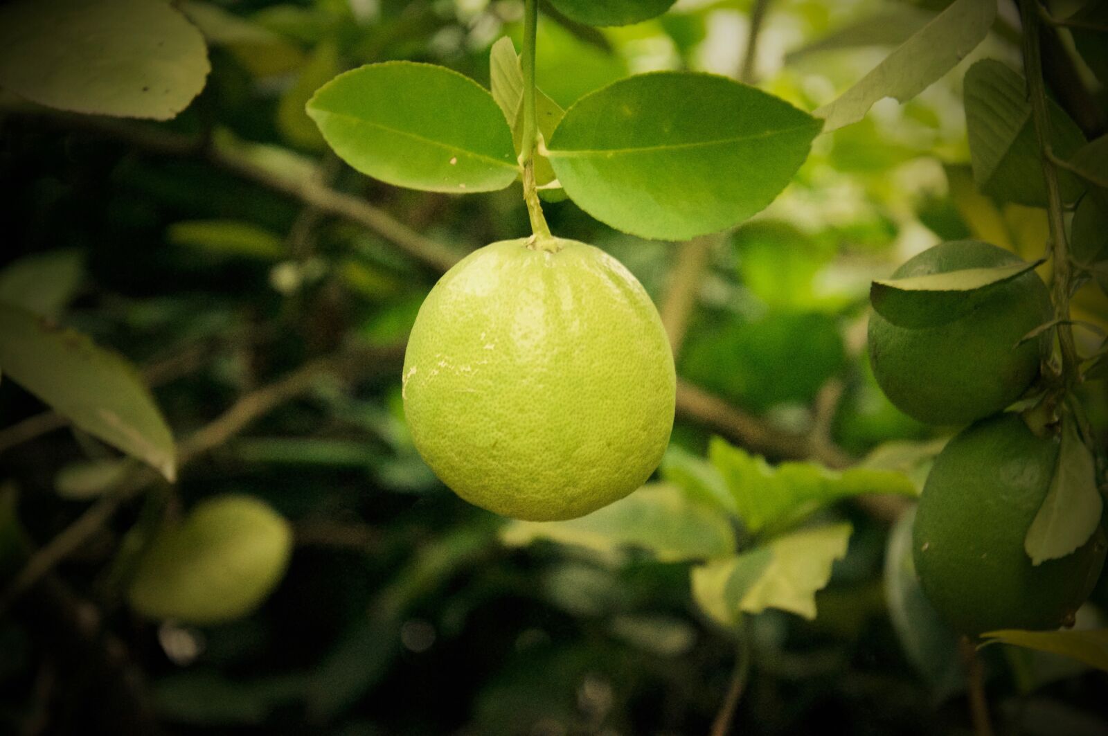 Nikon D90 sample photo. Lemon, tree, nature photography