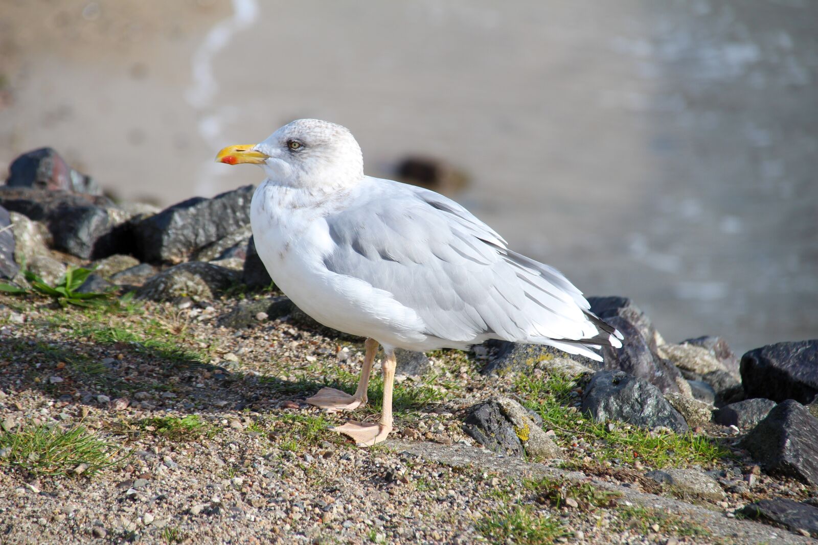 Canon EOS 650D (EOS Rebel T4i / EOS Kiss X6i) sample photo. Seagull, north sea, seevogel photography