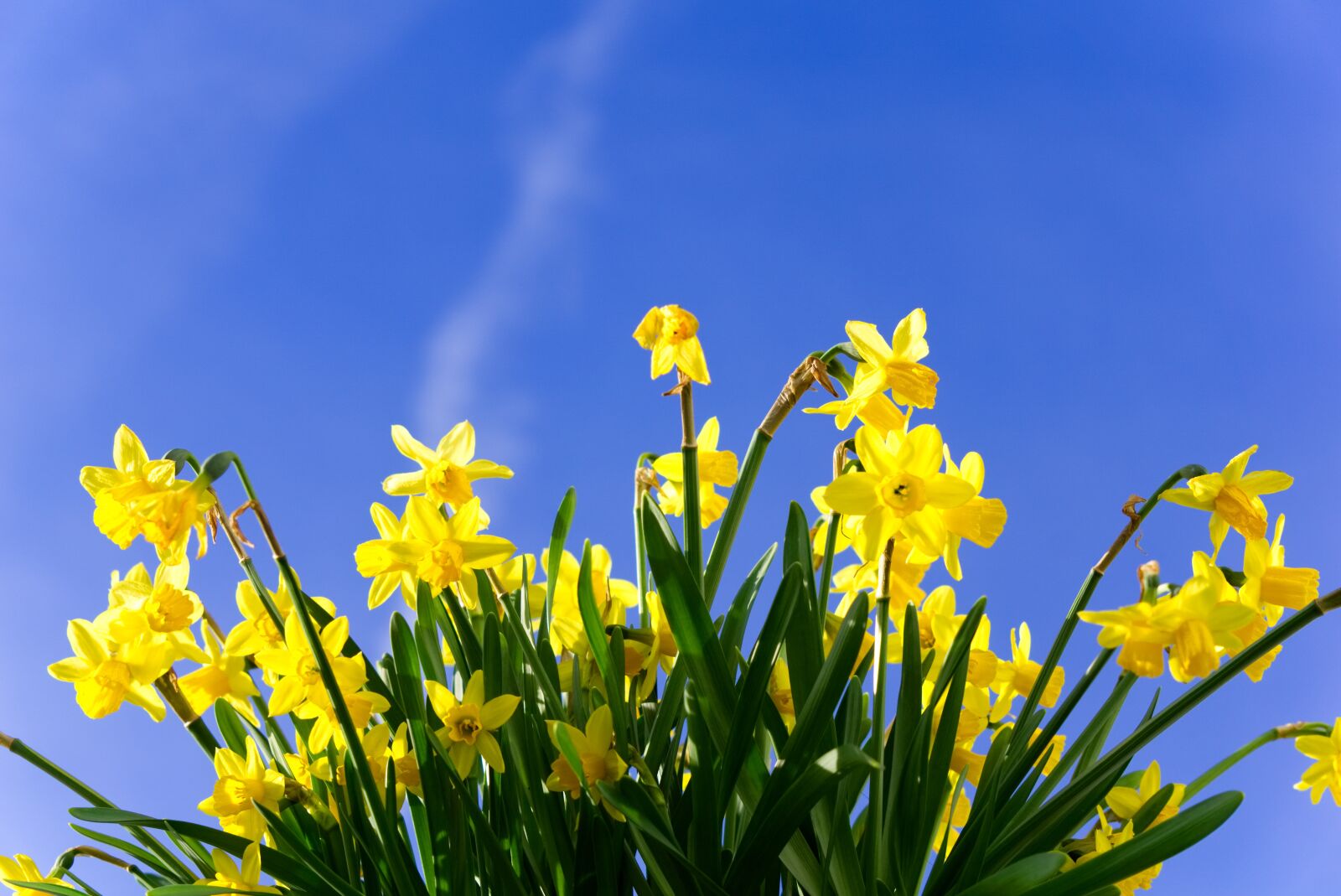 Sony a6000 sample photo. Daffodils, early bloomer, flower photography