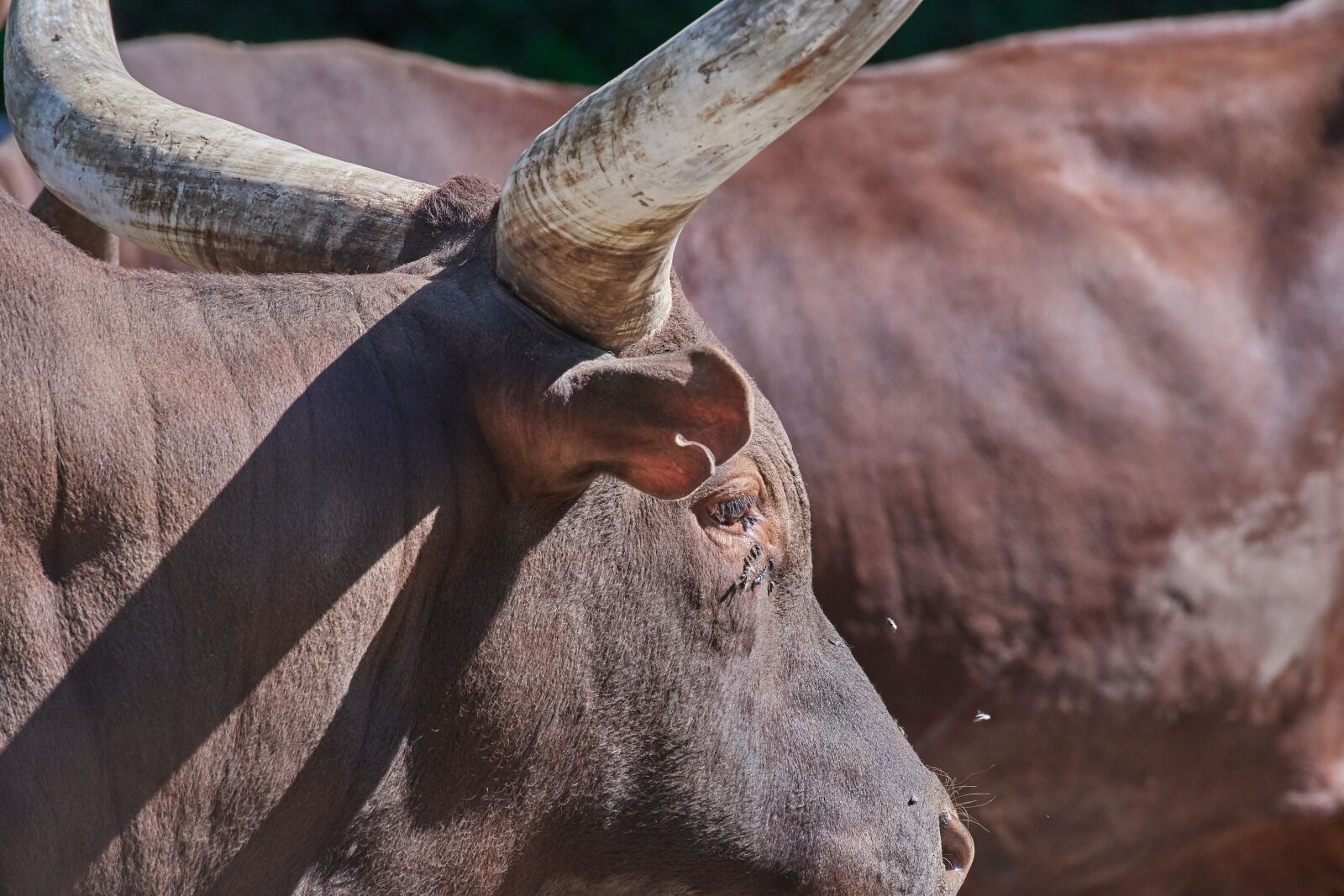Nikon D500 sample photo. Cow, horns, beef photography