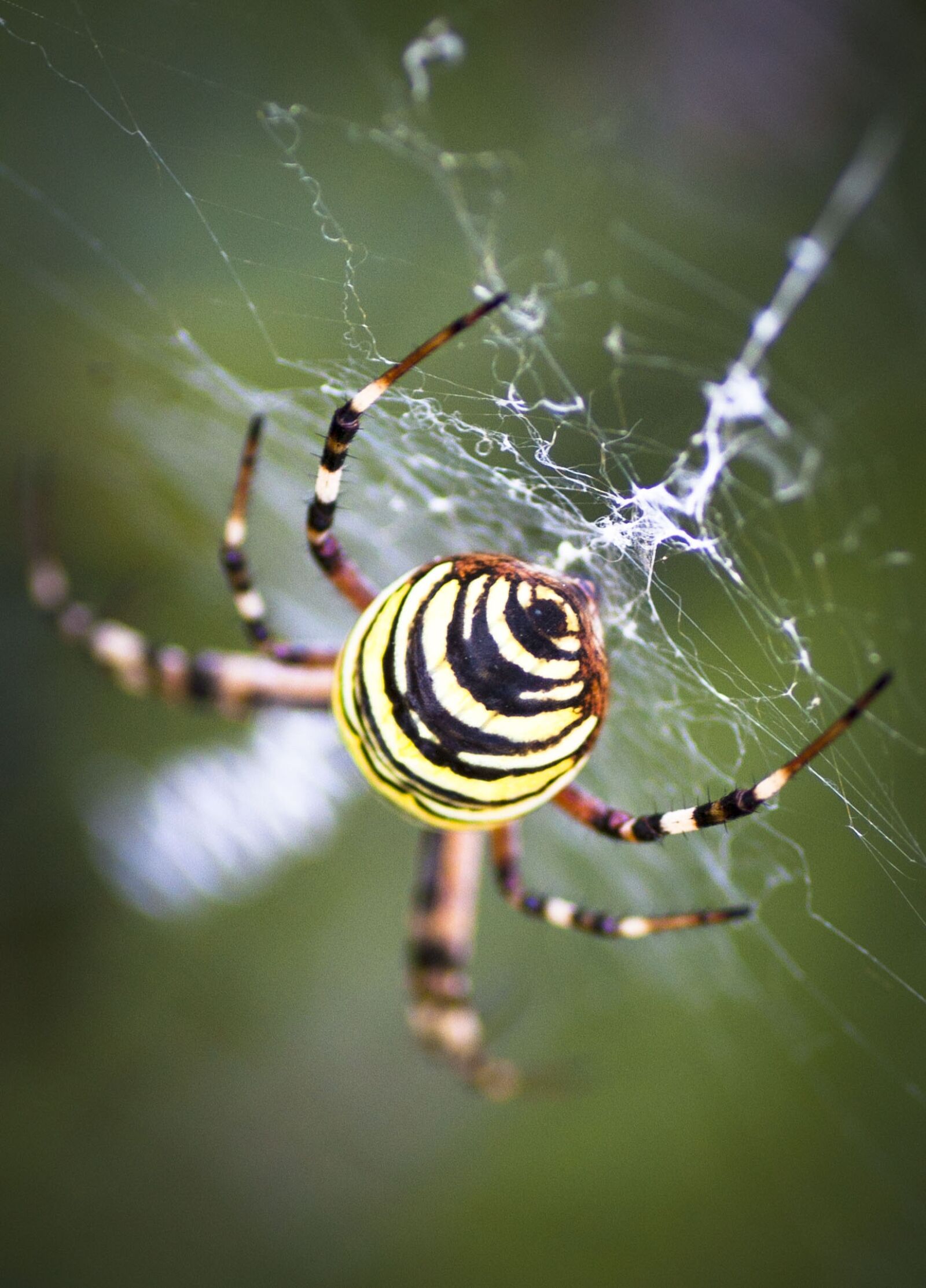 Tamron SP 90mm F2.8 Di VC USD 1:1 Macro sample photo. Wasp spider, zebraspinne, tiger photography