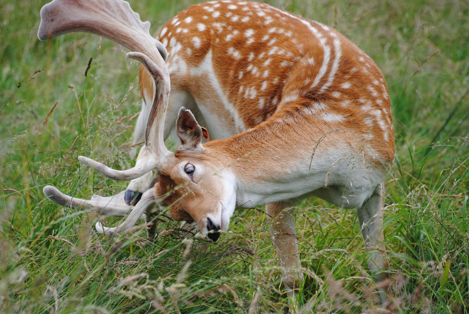 Nikon D3000 sample photo. Fallow, buck, scratching photography