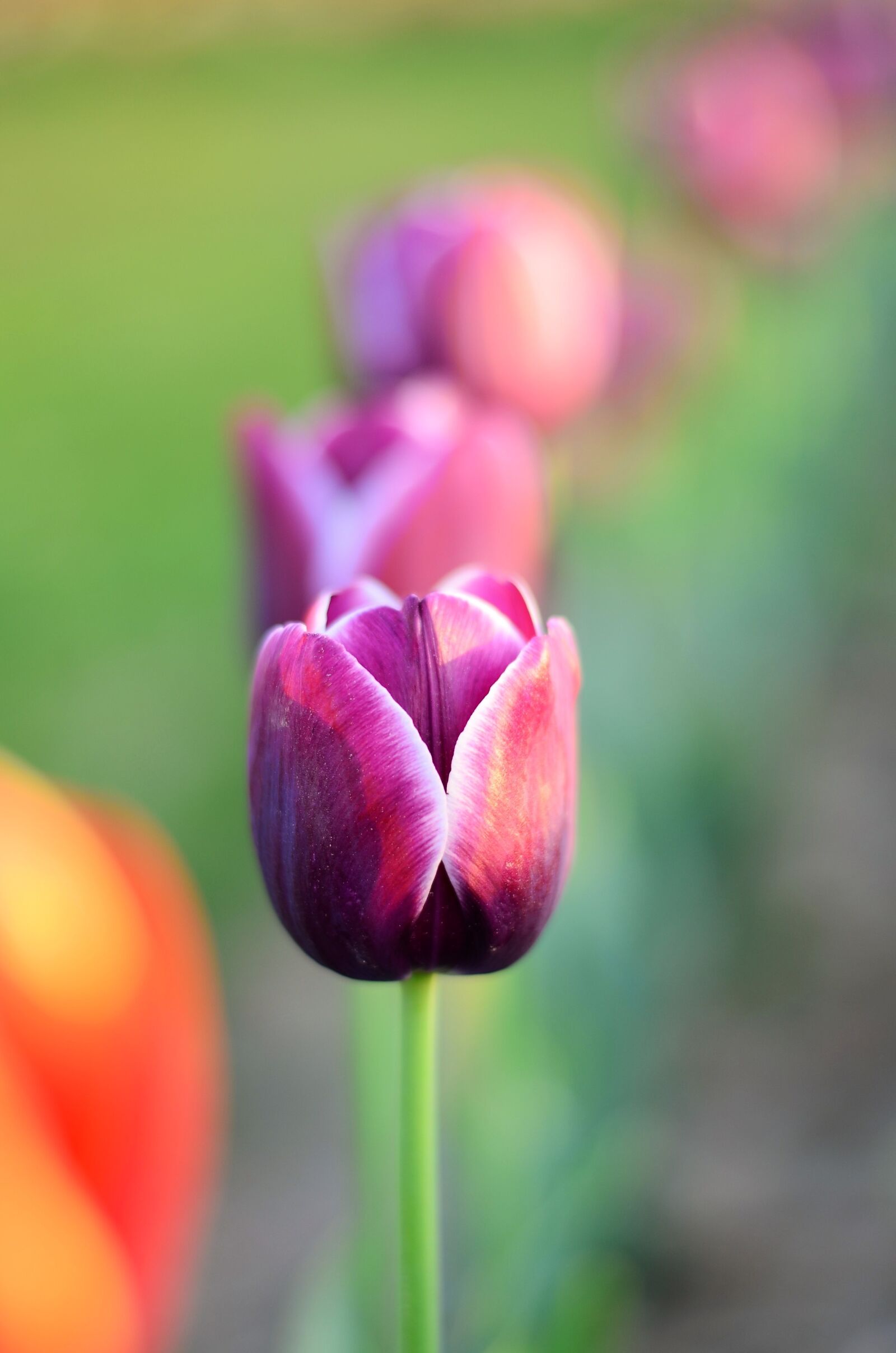 Nikon D5100 sample photo. Tulips, macro, close-up photography