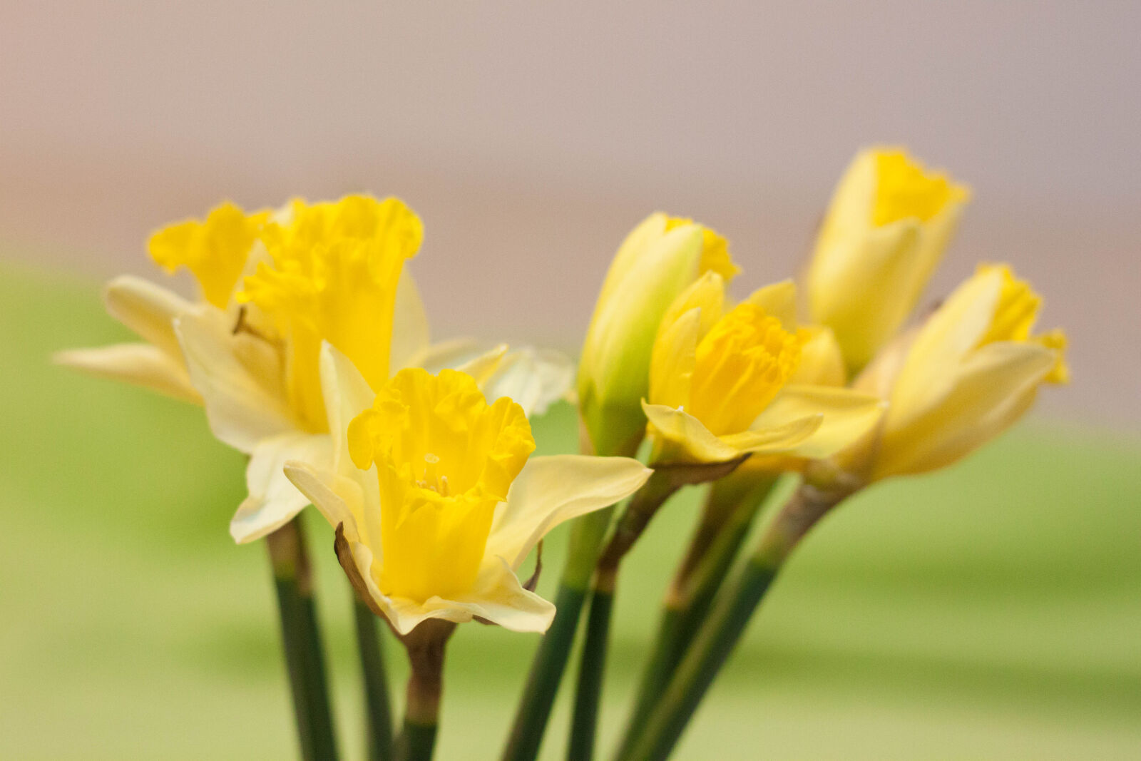 Canon EOS 500D (EOS Rebel T1i / EOS Kiss X3) sample photo. Buquet, flowers, spring, green photography