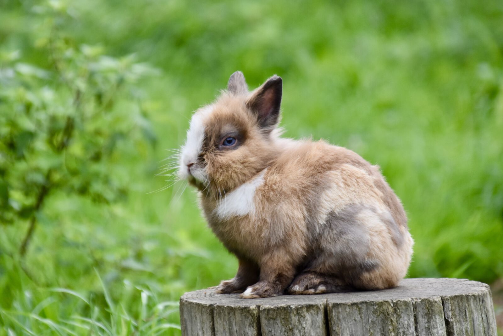 Nikon D5600 sample photo. Dwarf rabbit, little rabbit photography