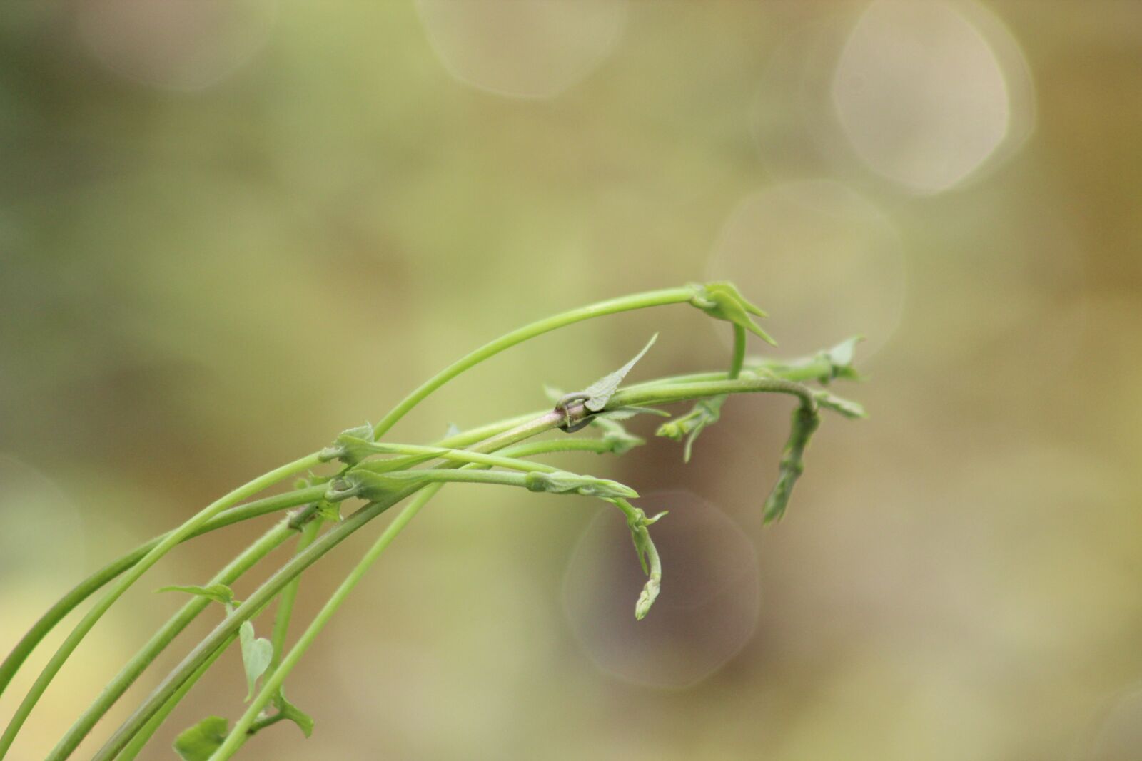 Canon EF75-300mm f/4-5.6 sample photo. Nature, wallpaper, plant photography