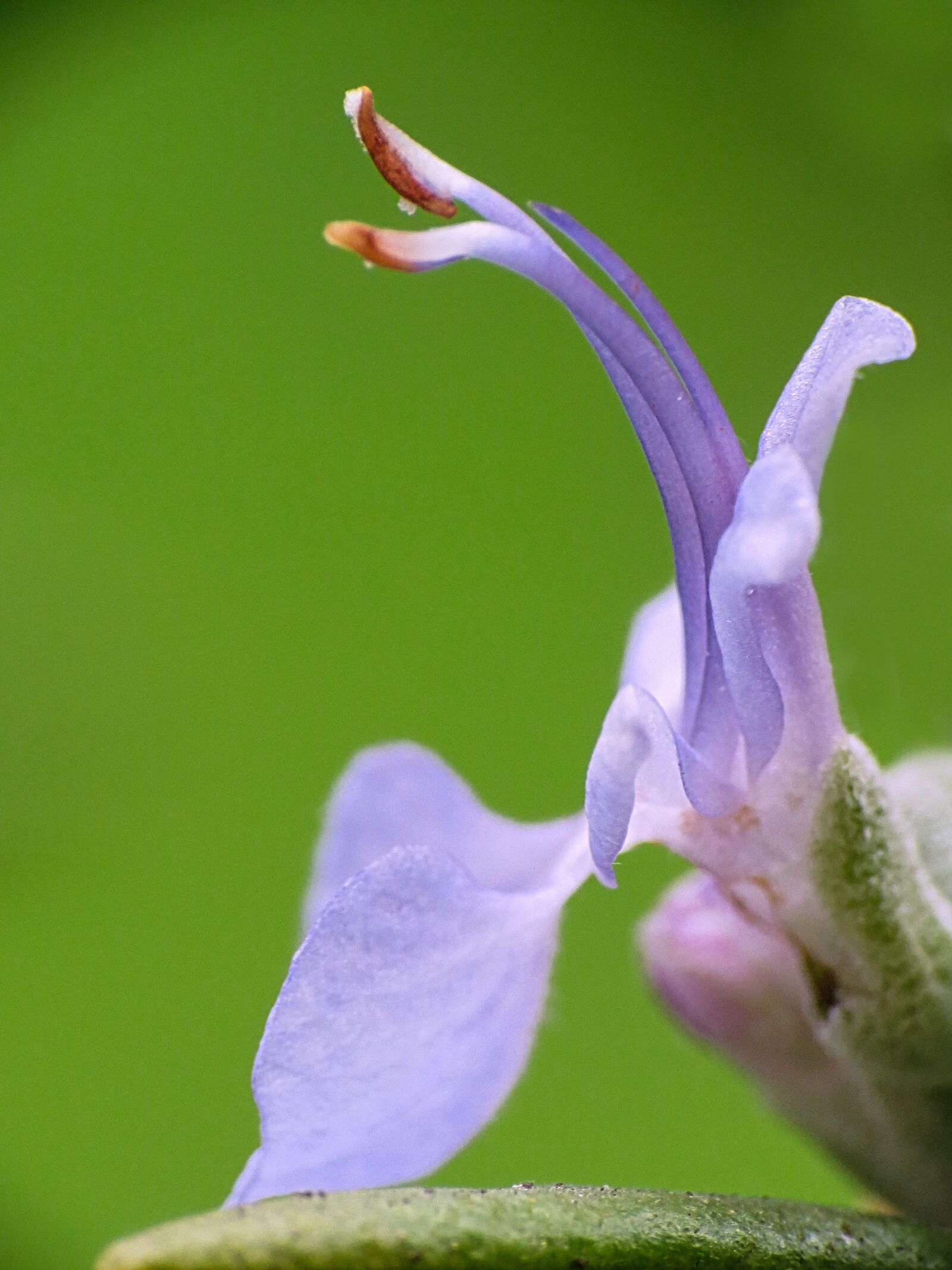 Canon PowerShot SX40 HS sample photo. Rosemary, aromas, spices photography