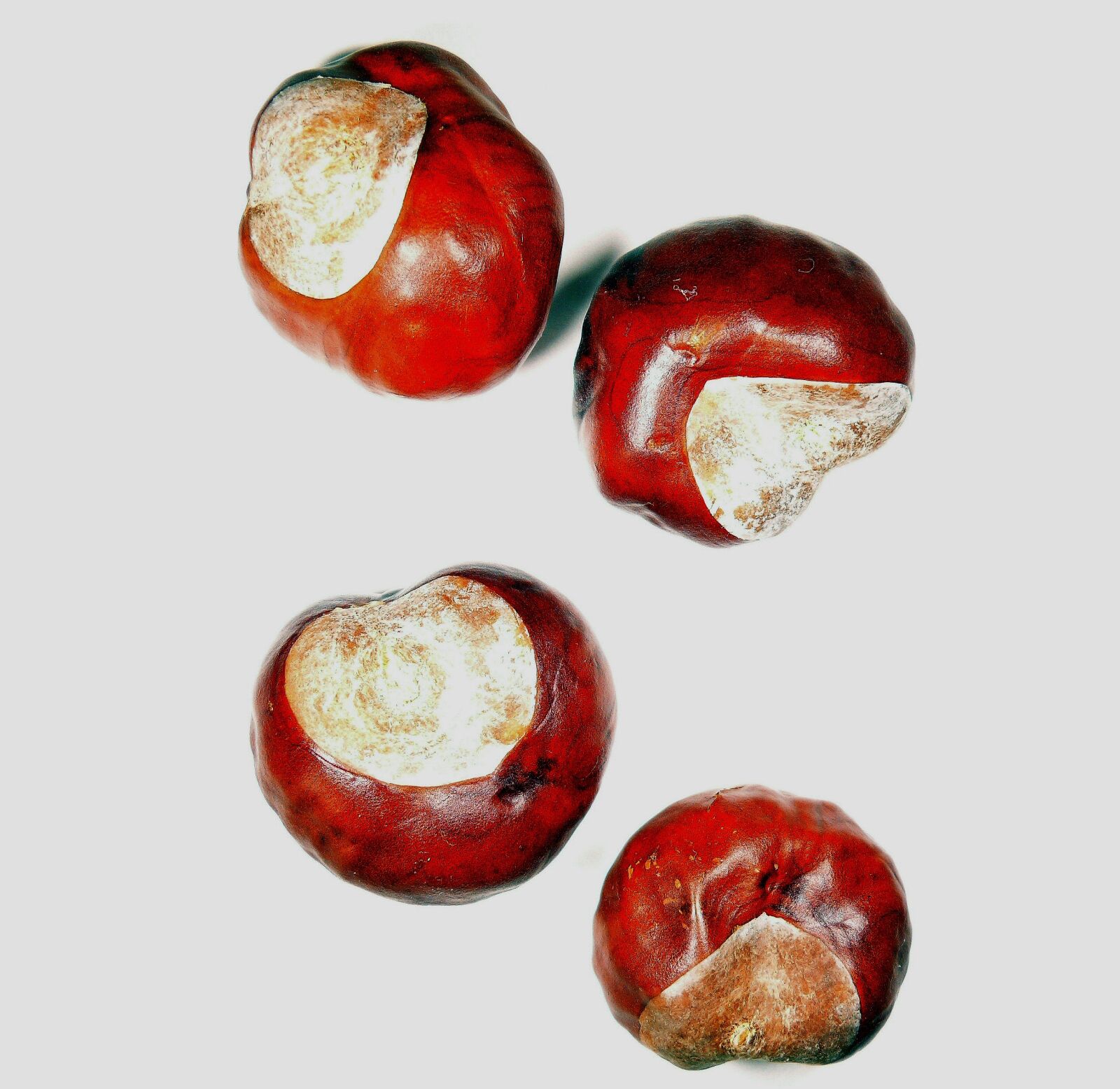 Leica V-LUX 1 sample photo. Chestnut, chestnut nuts, chestnut photography
