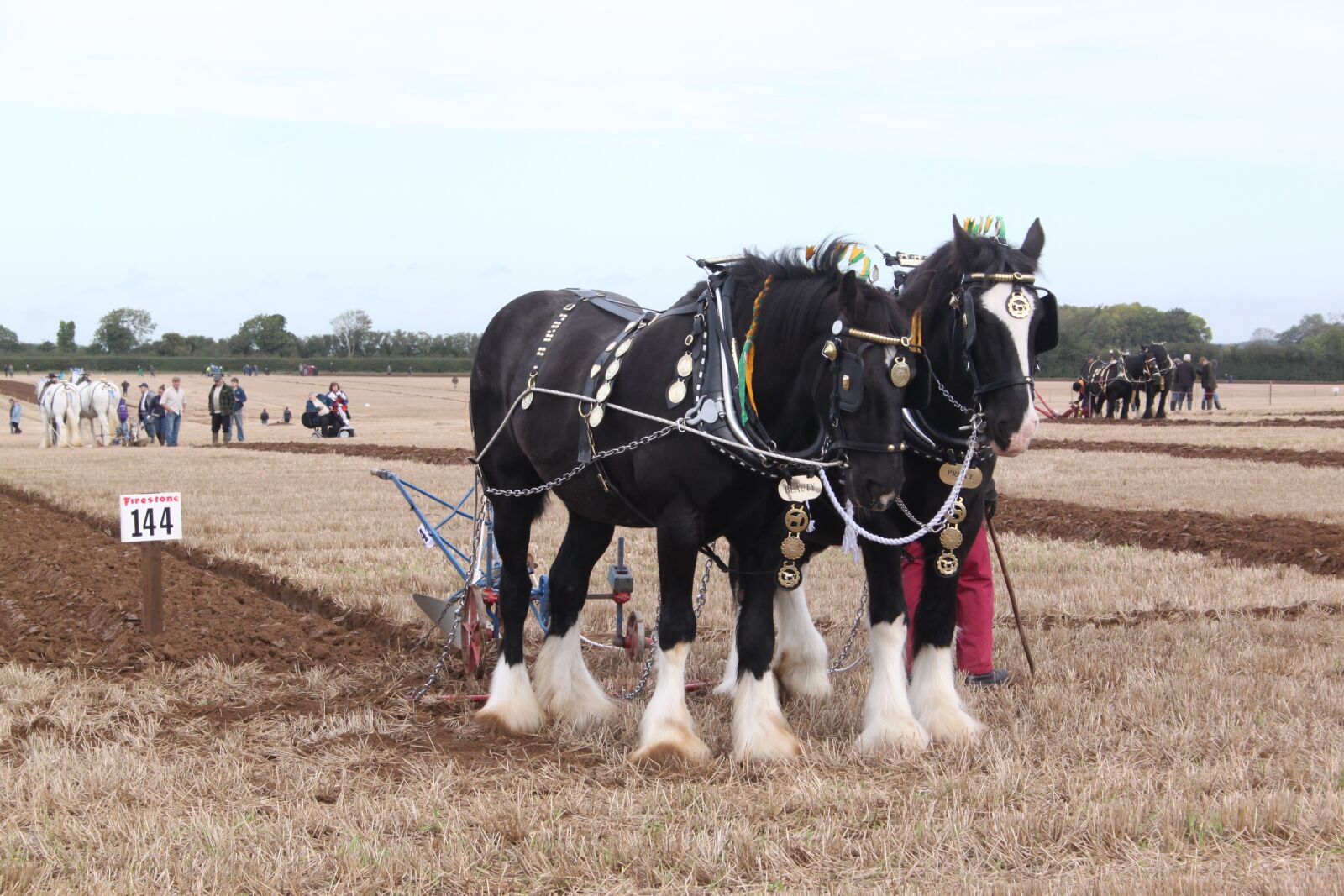 Canon EOS 500D (EOS Rebel T1i / EOS Kiss X3) sample photo. Horses, ploughing, plough photography