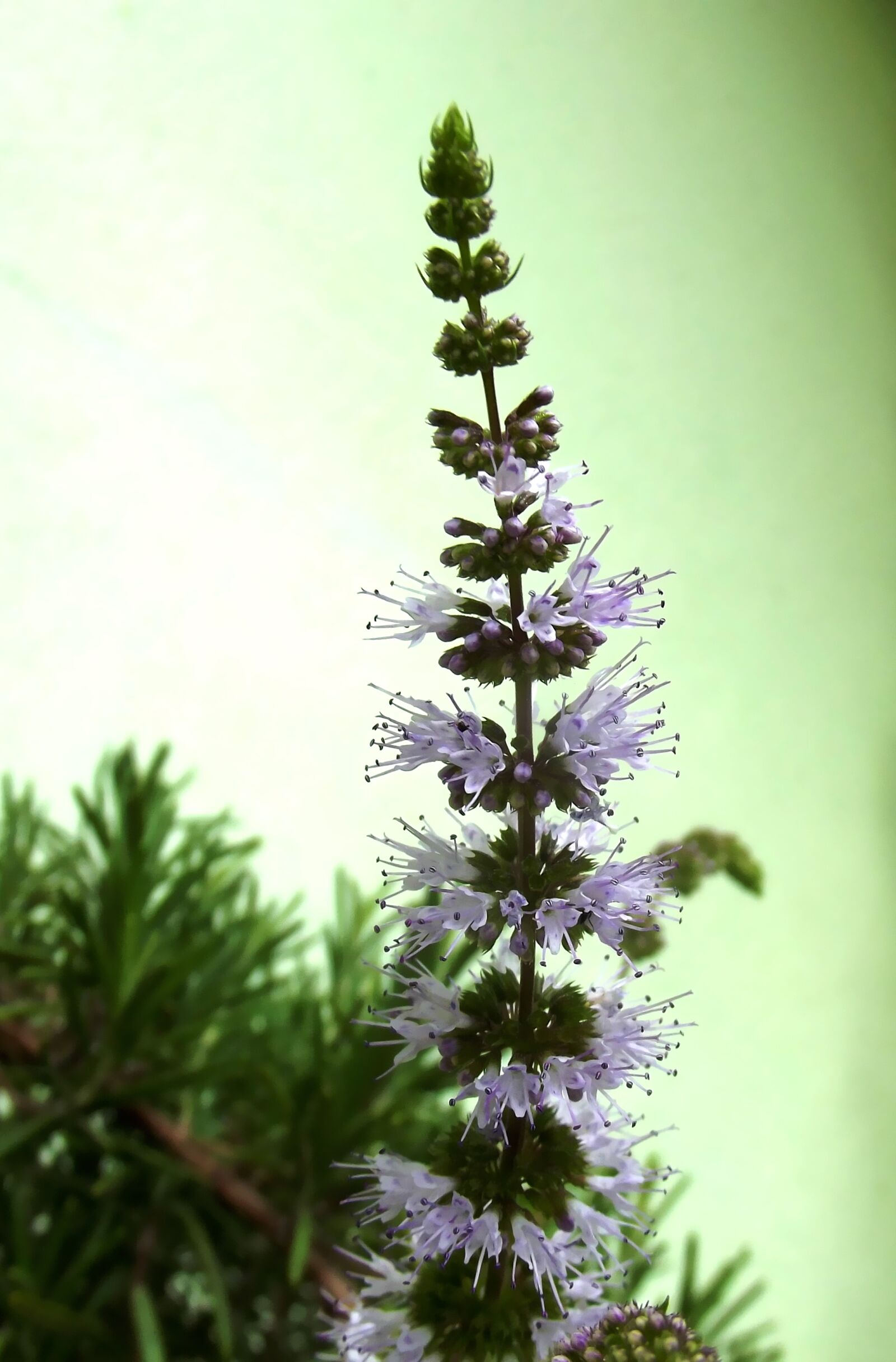 Fujifilm FinePix S2980 sample photo. Peppermint flowers, flower, rosemary photography
