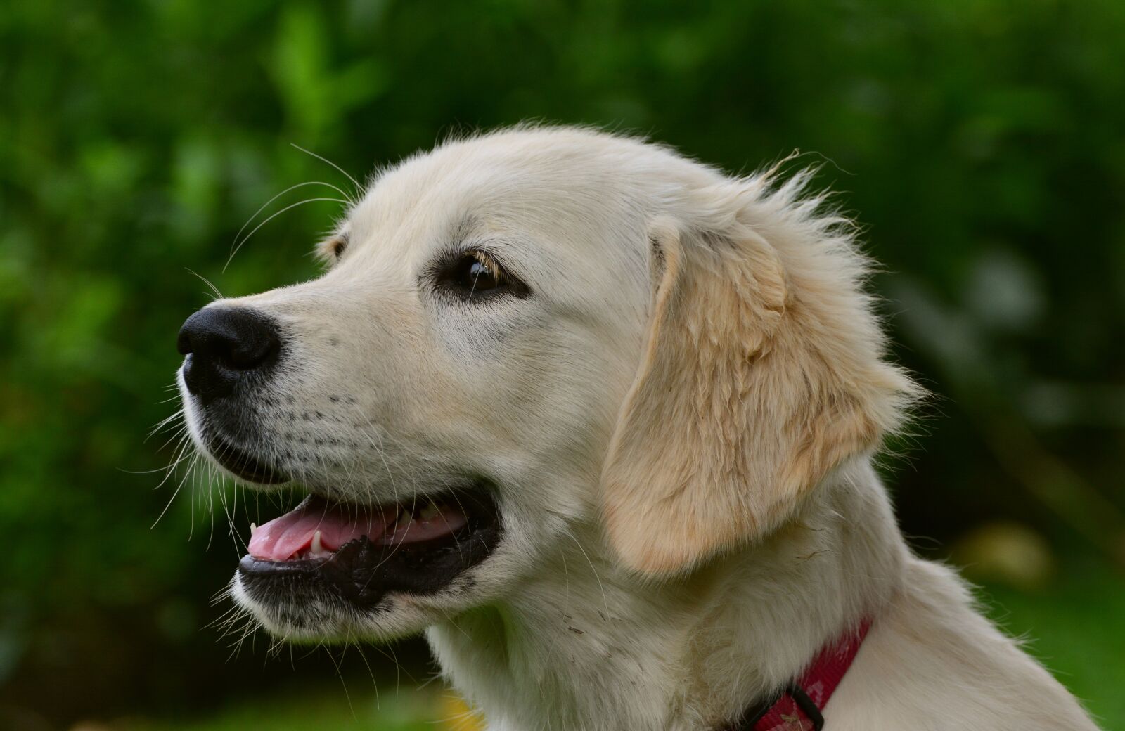 Nikon D5200 sample photo. Dog, golden retriever, retriever photography