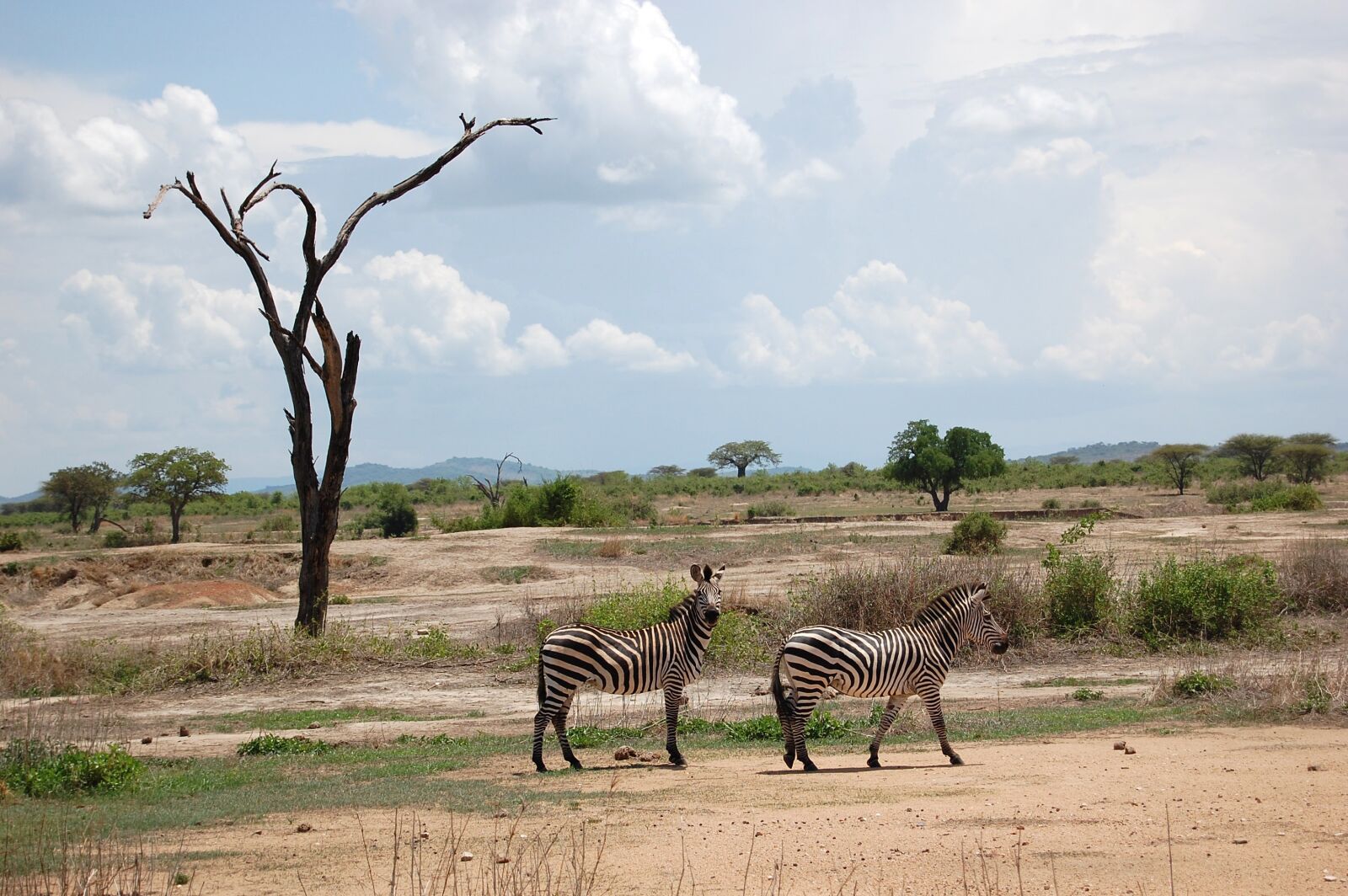 Nikon D40 sample photo. Africa, safari, tanzania photography