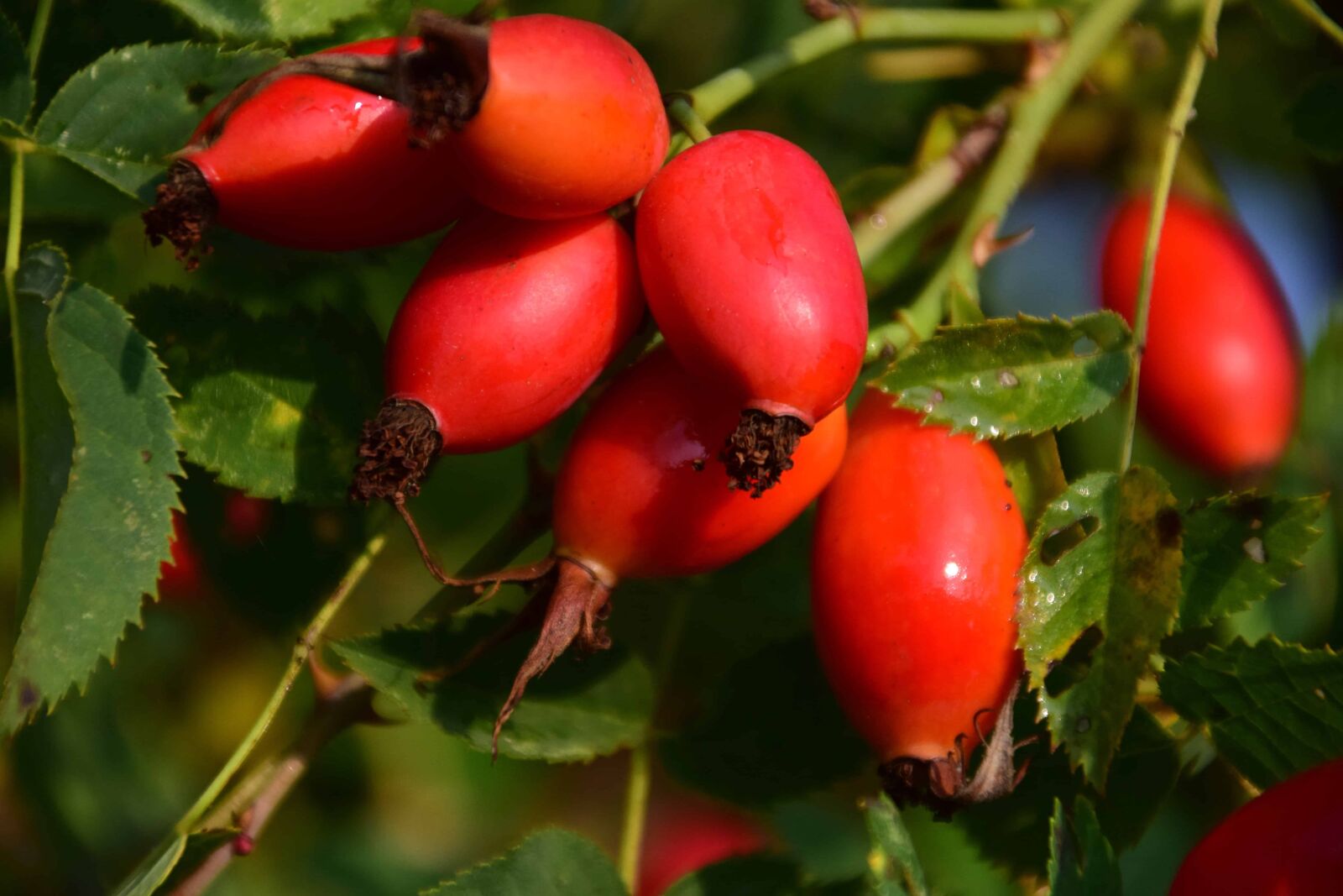 Nikon D3300 sample photo. Berry, fruit, forest, leaf photography
