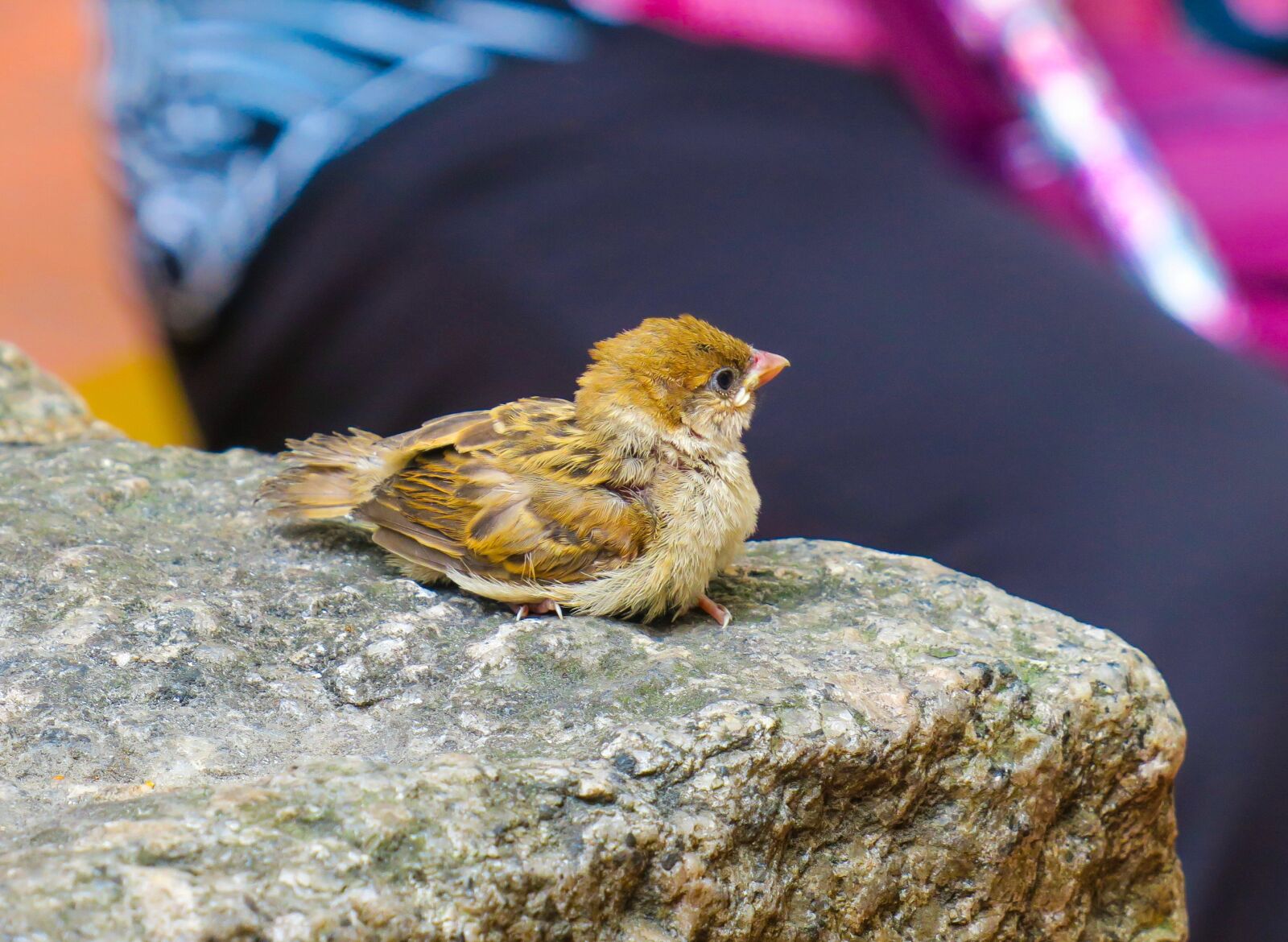 Canon PowerShot G3 X sample photo. Bird, nature, outdoor photography