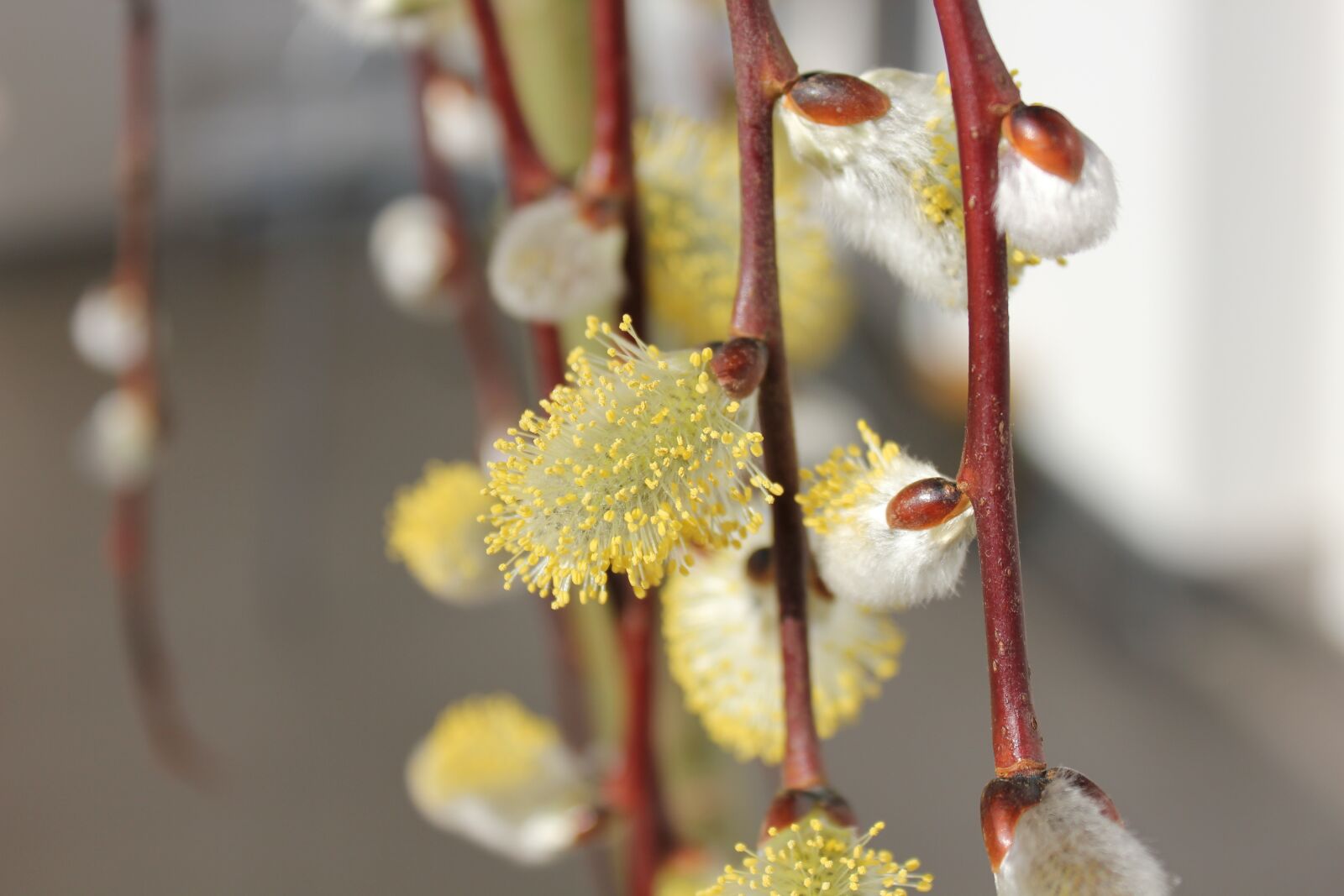 Canon EOS 550D (EOS Rebel T2i / EOS Kiss X4) sample photo. Pel, spring, flower photography