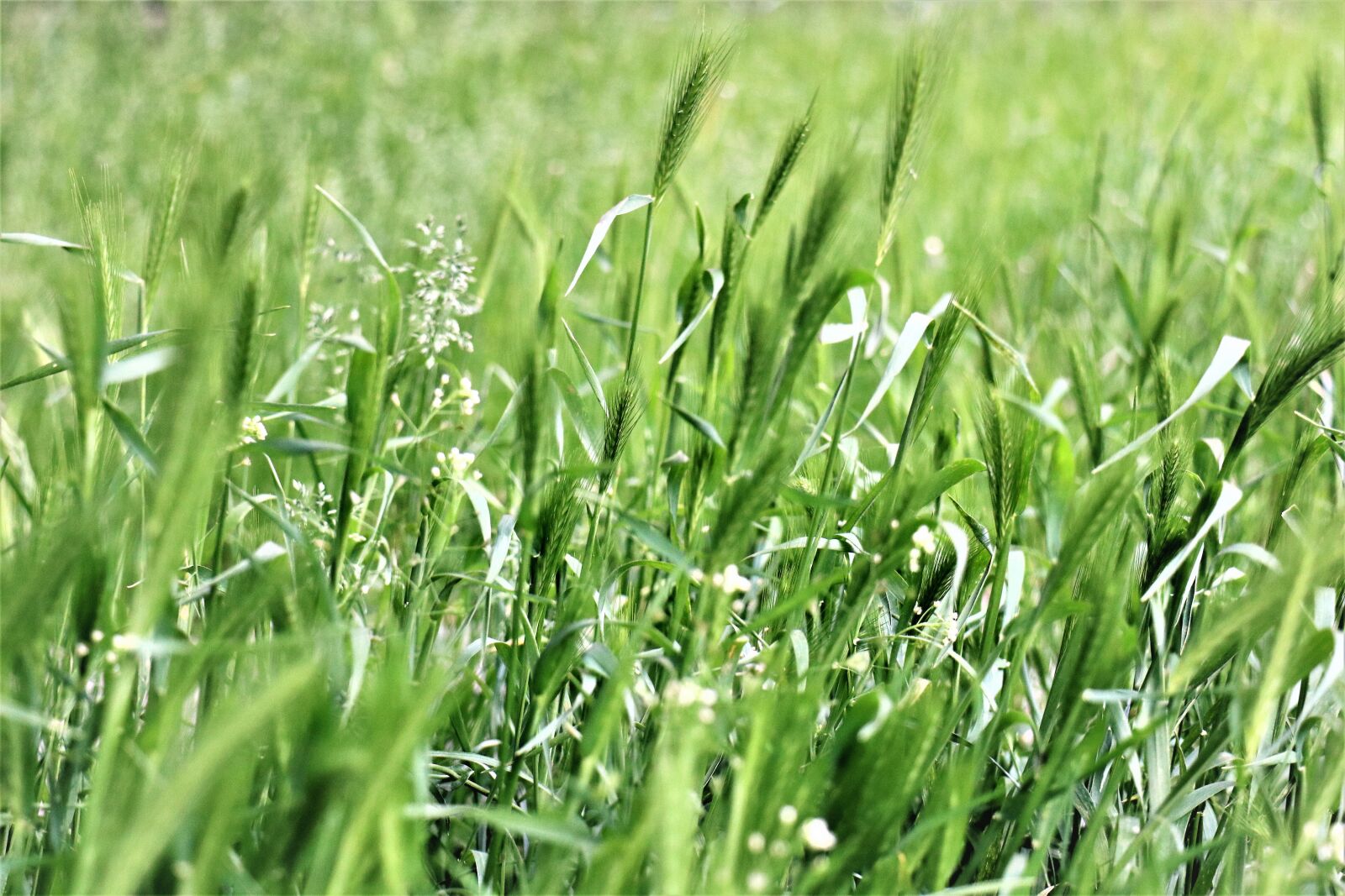 Canon EOS M6 sample photo. Meadow, grass, landscape photography