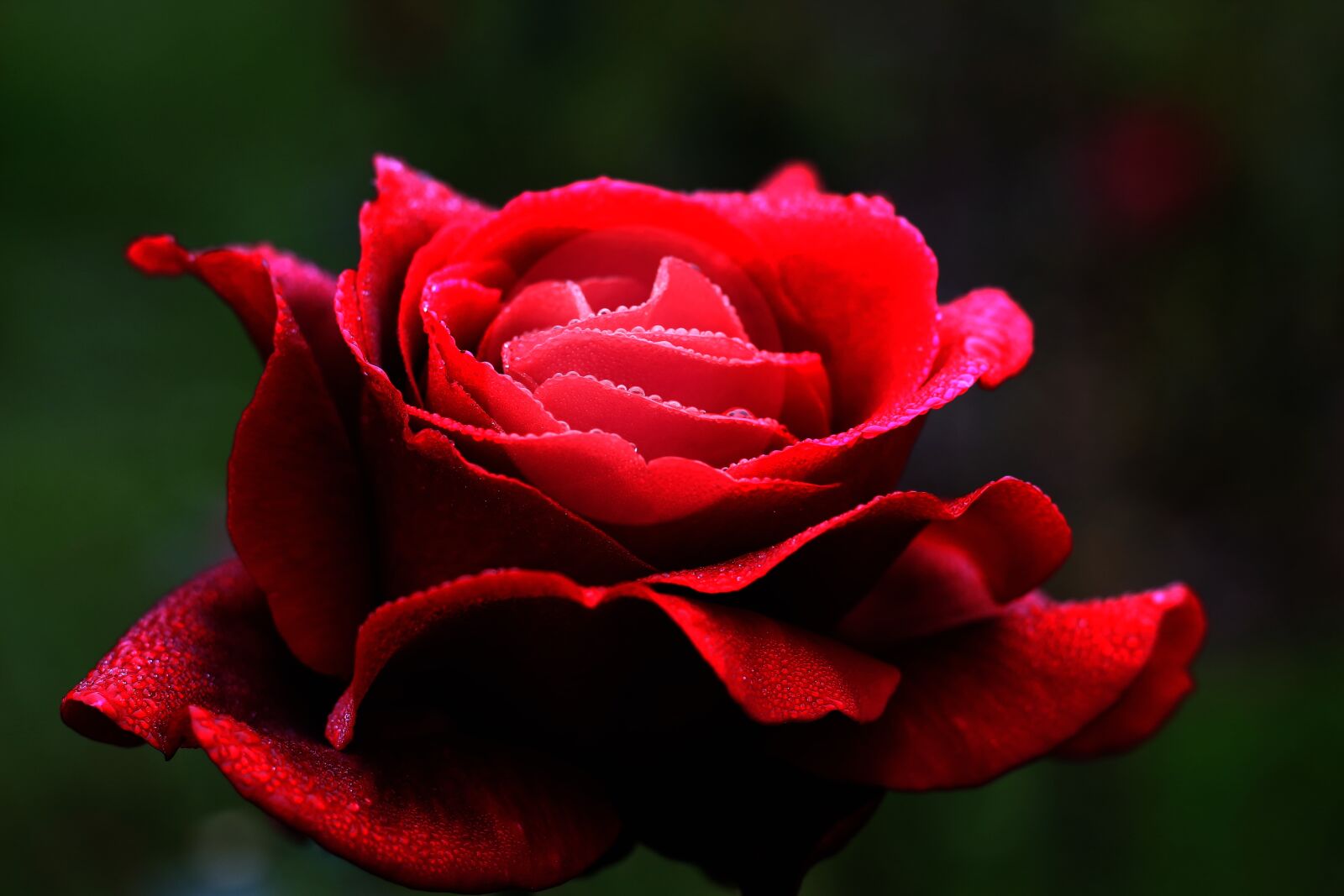 Canon EF 50mm F1.8 STM sample photo. Red rose, flower, love photography
