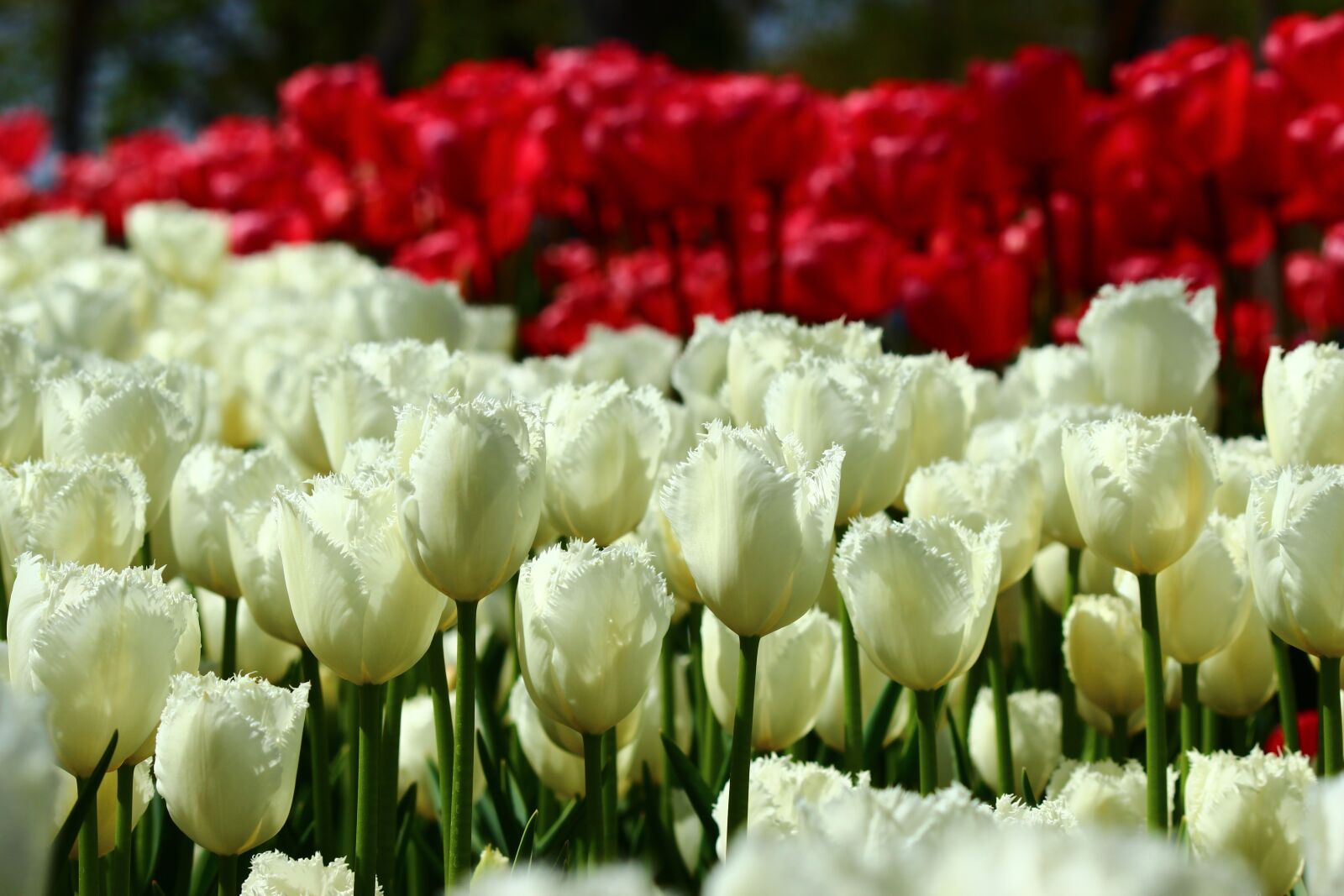 Canon EOS 600D (Rebel EOS T3i / EOS Kiss X5) sample photo. Red and white tulips photography