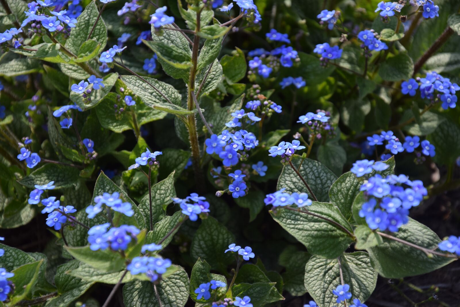 Nikon D5300 sample photo. Forget, flower, nature photography