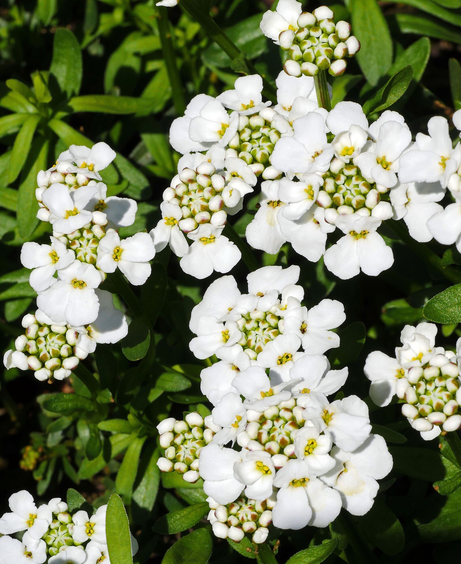Panasonic Lumix DMC-GX8 sample photo. Flowering ground cover, many photography