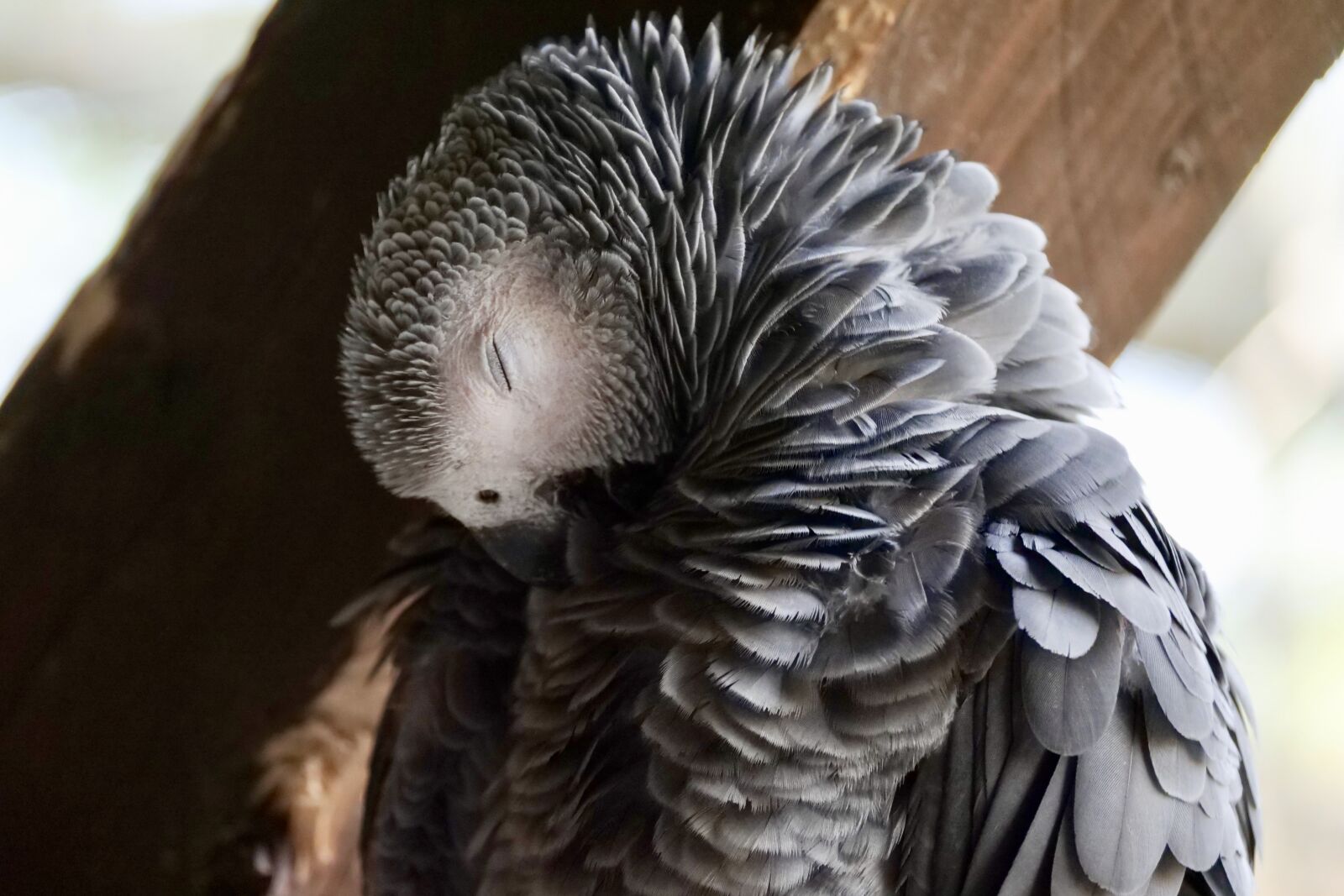 Panasonic Lumix DC-G9 sample photo. Parrot, birds, animal photography