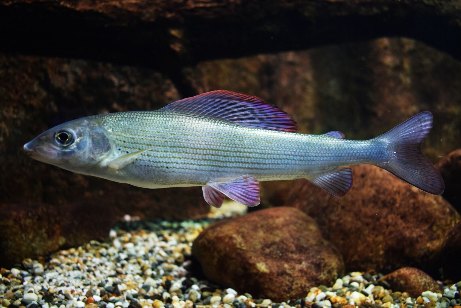 Nikon D3300 sample photo. Fish, sea, aquarium photography