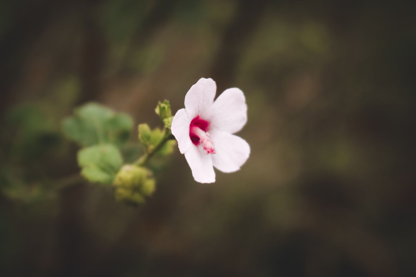 Canon EOS 750D (EOS Rebel T6i / EOS Kiss X8i) + Canon EF-S 18-55mm F3.5-5.6 IS STM sample photo. White flower, nature, spring photography