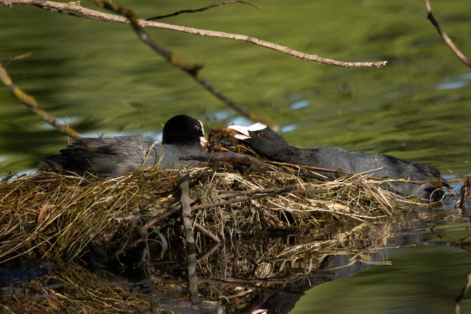 Canon EOS 90D sample photo. Nest building, coot, pair photography
