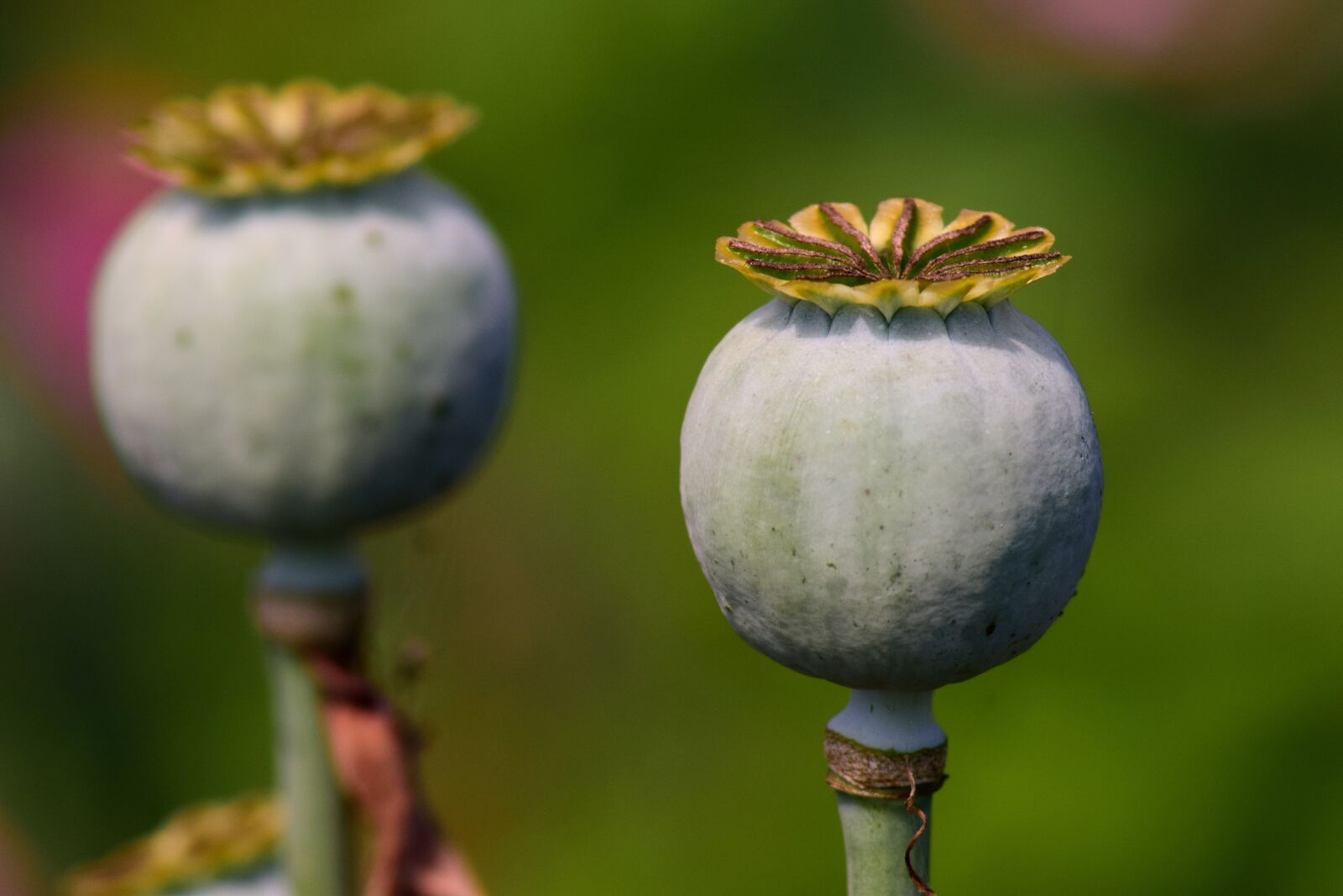 Nikon D3300 sample photo. Poppy capsules, poppy, seed photography